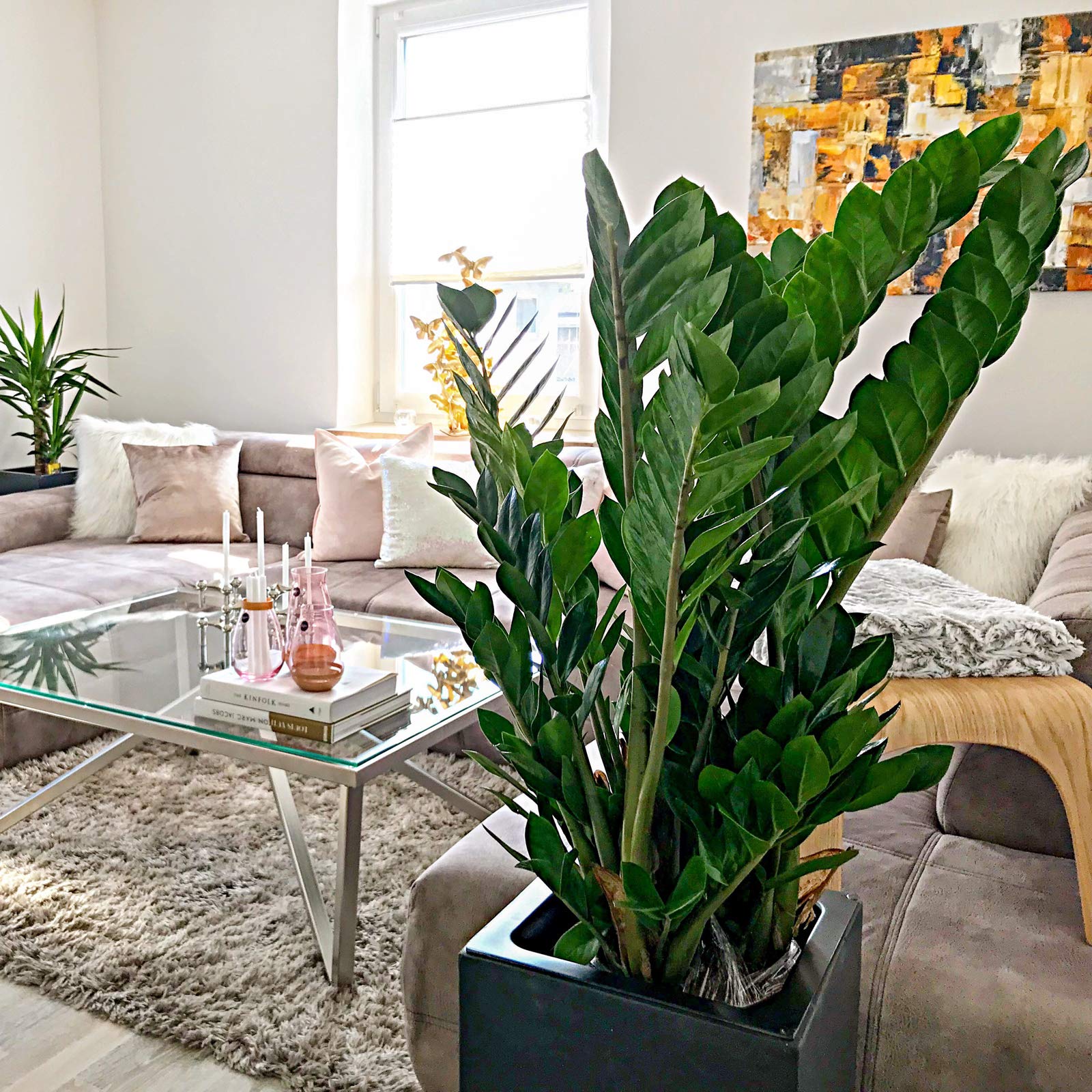 Plume porte-bonheur Plante d'intérieur facile d'entretien Zamioculcas zamiifolia 9+ Hauteur 90 cm, diamètre du pot 21 cm