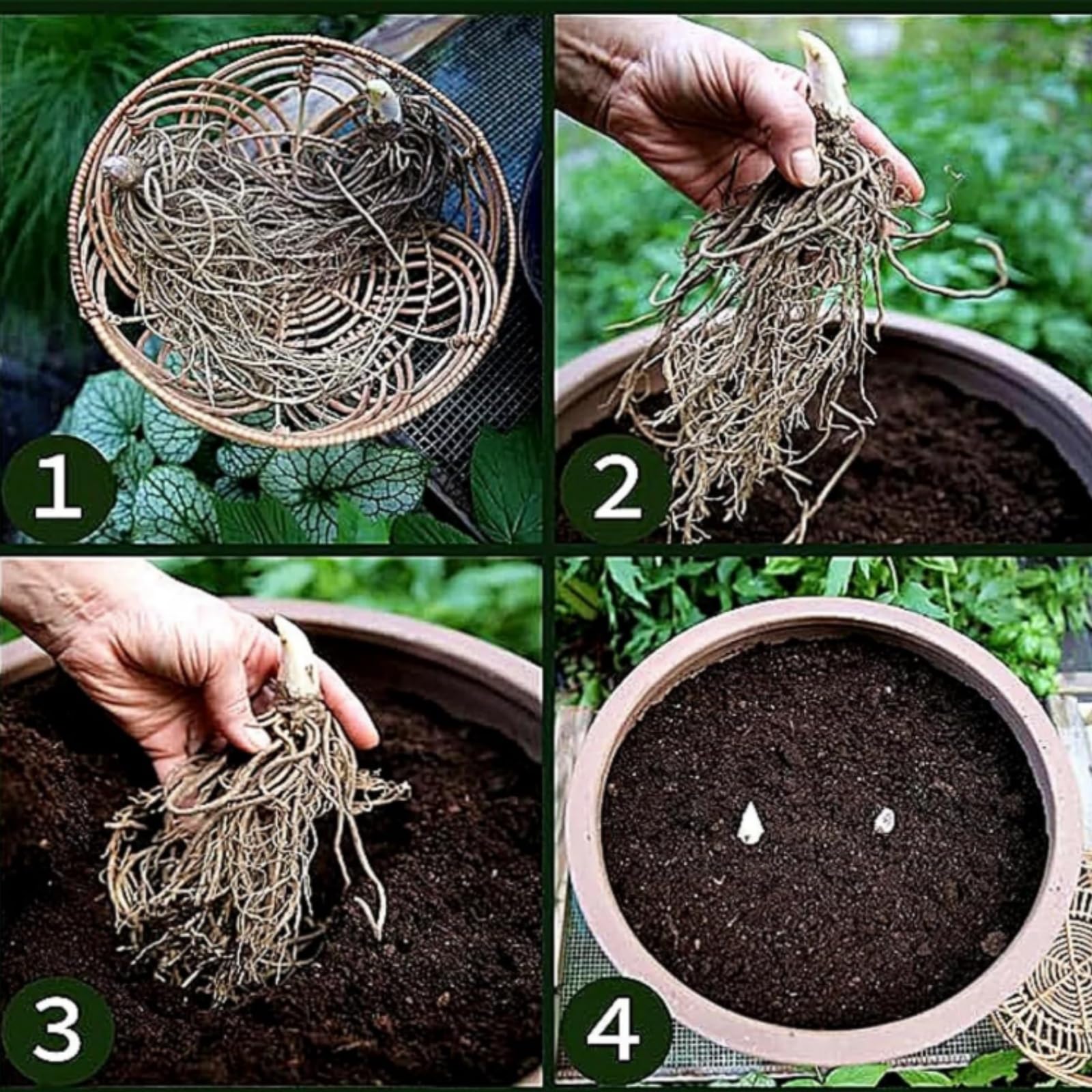 Frostbeständige zähe seltene Hosta, Gartenkultur von Funkien, reichblühend, qualitative Pflegearbeit, einmalige Hosta-15Rhizome-H