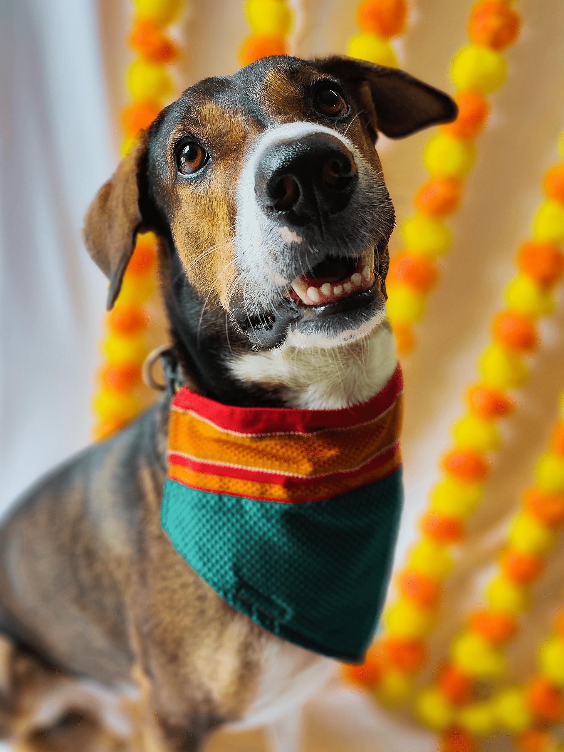 Unleashed Dog/Cat Festive Khun Bandana. Traditional Fashion for Diwali, Gudhi Padwa, Weddings. Collar Insert Ethnic Wear Bottle Green Color (B0CBNKGRTH) Amazon Price History, Amazon Price Tracker