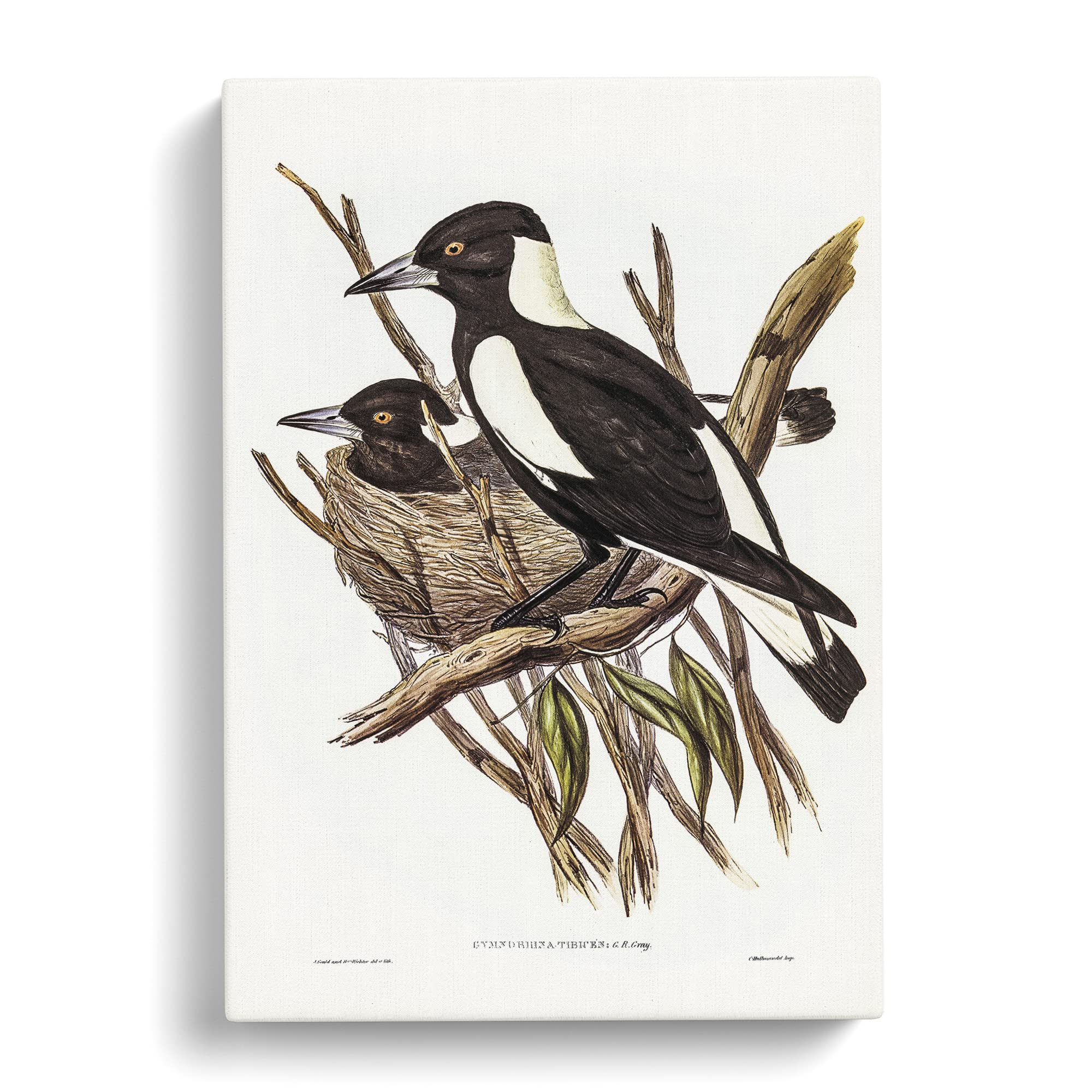 Piping Crow Shrike Birds By Elizabeth Gould Canvas Print, Mixed, 25L x 50W cm - Image 3