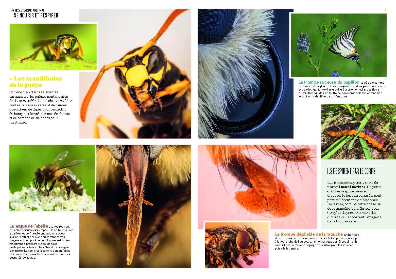 Les Insectes en bord de chemin