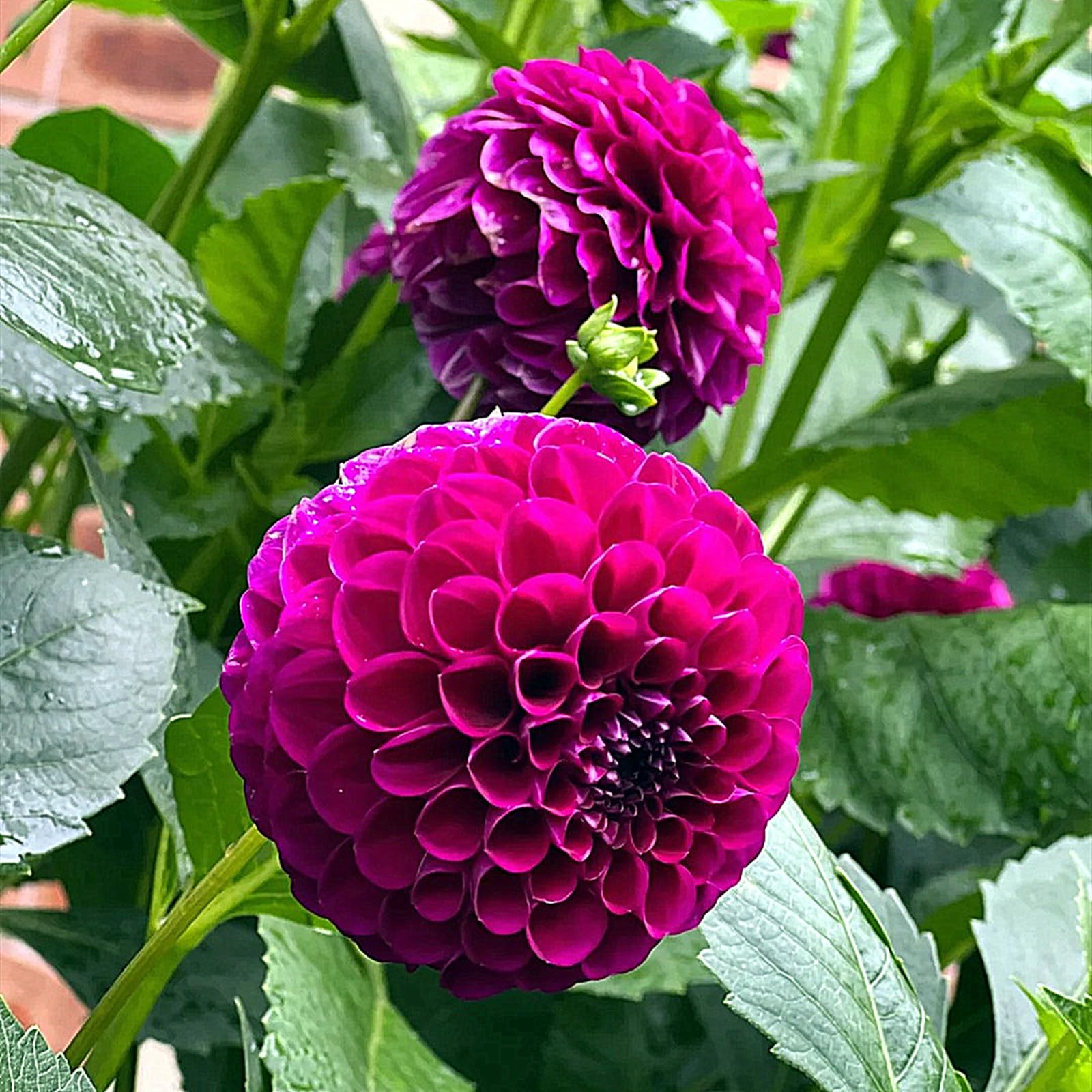 Dahlia Bulbs for Planting,Flowering Rhizome,Excellent Display Indoor Perennial Balcony Garden Bulbs,Dahlia Tubers UK,Dahlia Bulbs Mix-2bulbs-H