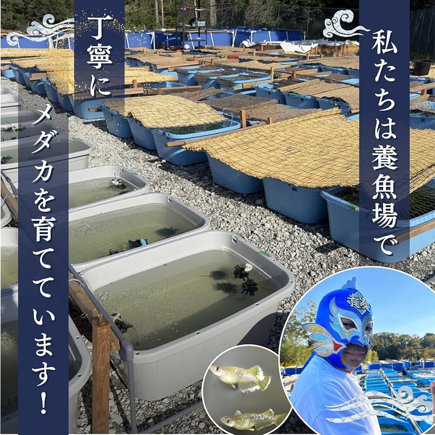 Amazon | 貴凌めだか MIXメダカ 稚魚 (40匹) | 貴凌めだか