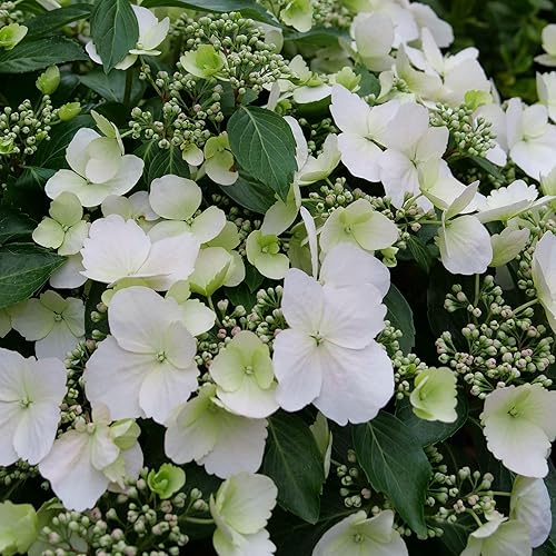 Miniatura 4 de Arbusto de novia Proven Winners Hydrangea Fairytrail de 0.07 oz