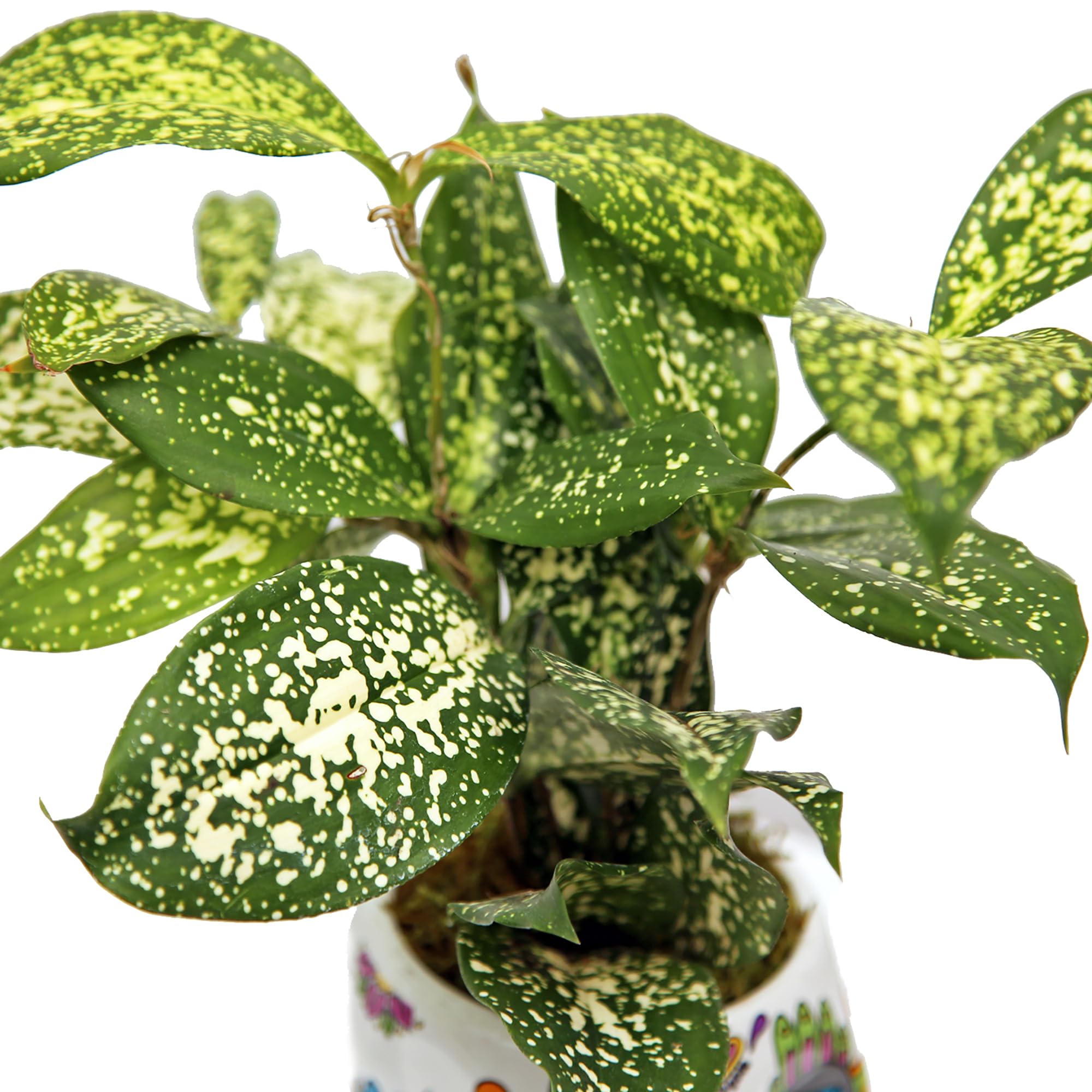 Amazon.com : Live Florida Beauty Golddust Spoted-Leaf Dracaena Surculosa,  Variegated Tropical Houseplant, Office Gift, Plant Lover Gift, Gardening  Gift, Best Friend Gift in 4" Ceramic Skull : Patio, Lawn & Garden