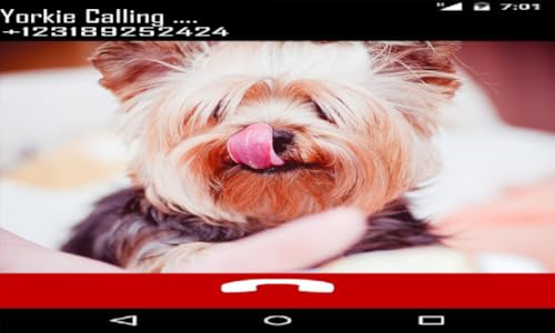 Yorkie Fake Call Prank ( Funny Pet Calling Prank ) - Gag fake Call from Yorkshire Terrier Dog - Fake