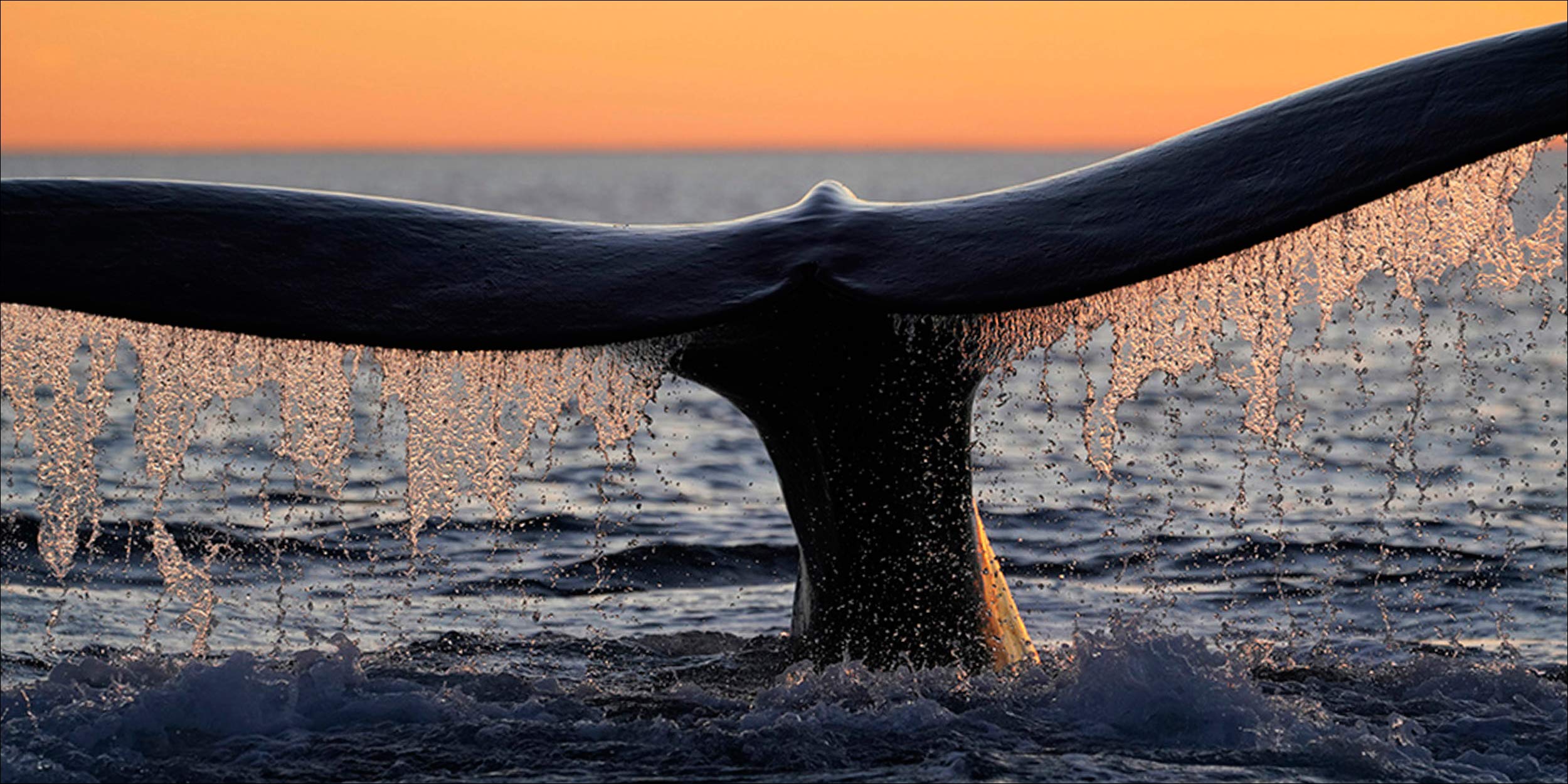 黄昏 In The Twilight 水口 博也 本 通販 Amazon