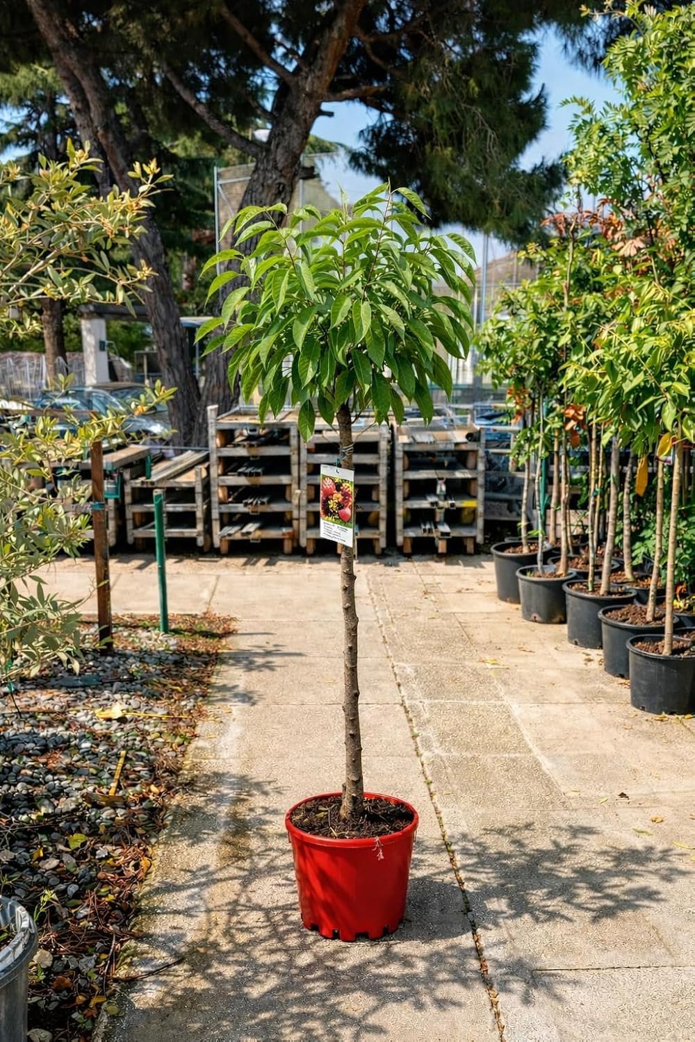 Cerezo Picota - Prunus avium en maceta de 10 litros y altura de 140cm mínimo