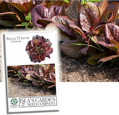 Miniatura 1 de Rouge D'hiver - Semillas de lechuga romana para plantar, más de 1000 semillas de reliquia por paquete, semillas de jardín de Isla, semillas sin OMG,