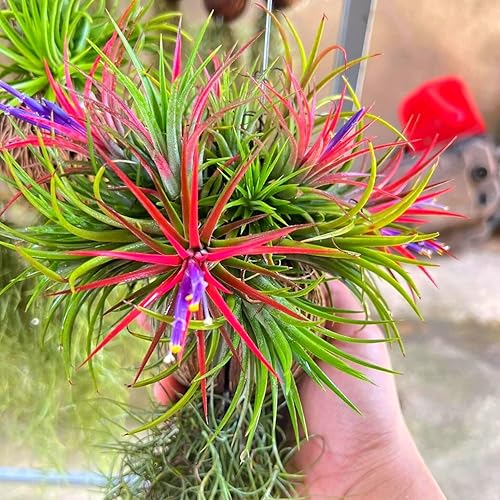 Miniatura 5 de 8 plantas de aire, planta de Tillandsia viva, plantas suculentas vivas para jardín, planta de aire de Tillandsia