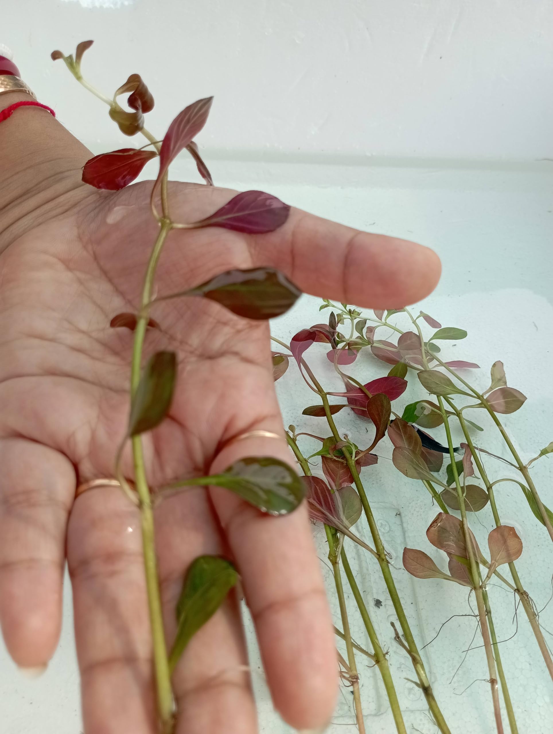Pink Aquarium Plants Ludwigia Repens Super Red Mini - Live Aquarium Plant -  Beginner-Friendly Freshwater Aquatic Plant (Buy 2 Get 1 Free!) Red Aquarium  Plants Live, image size:1928x2560