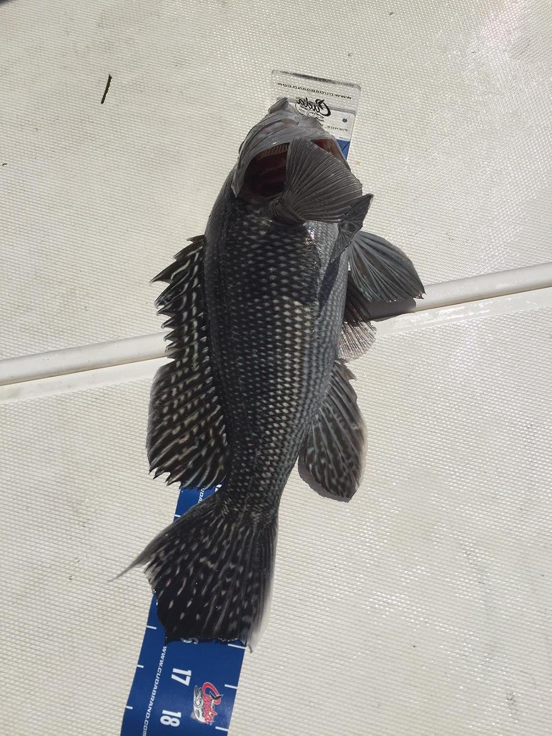 Cuda Fish Tape Measure with Velcro Storage Strap