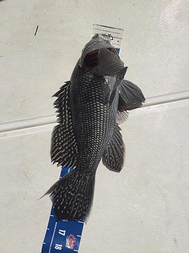 Miniatura 7 de Cuda 18134 50" Cinta métrica, azul