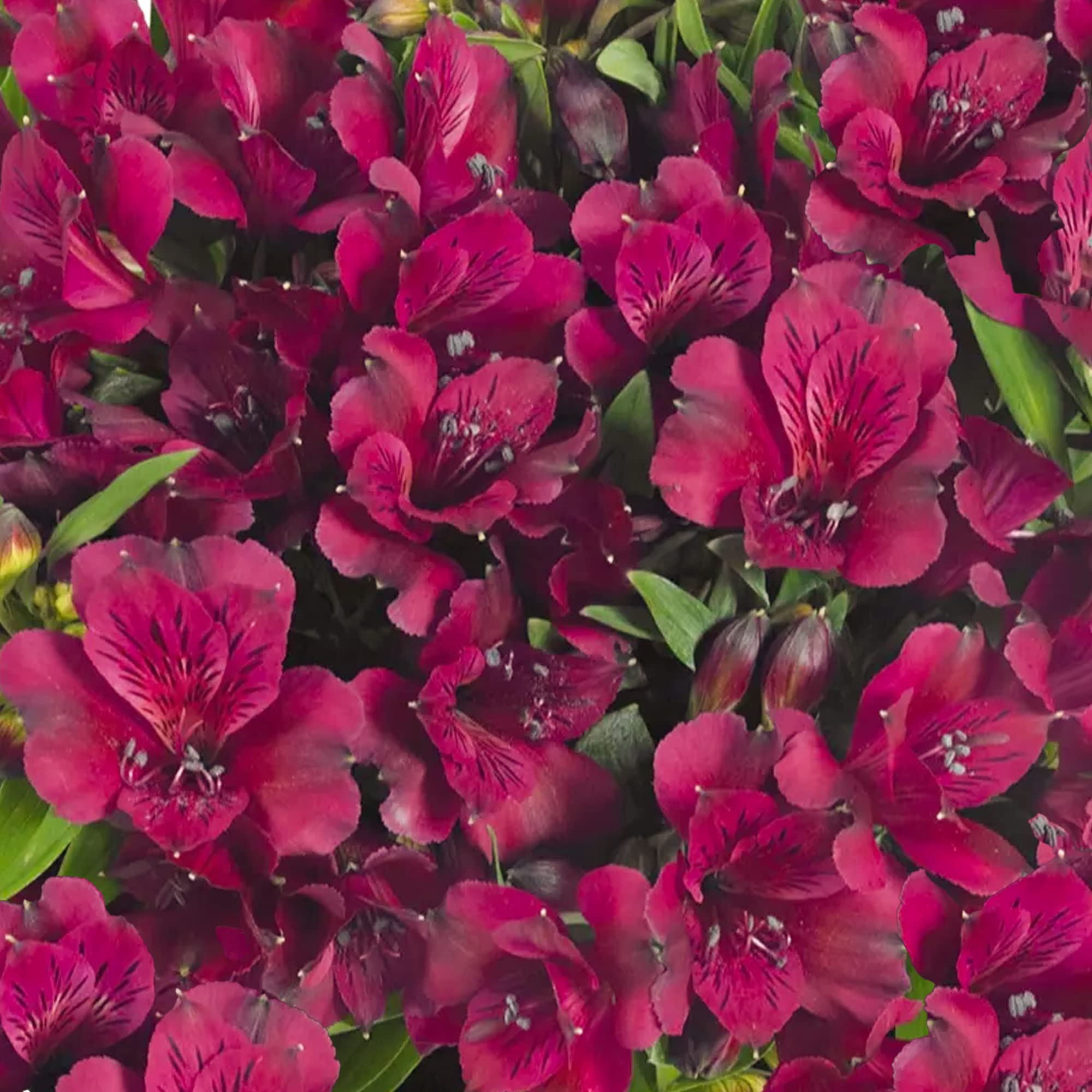 Alstroemeria Dark Purple Peruvian Lily Deciduous Outdoor Flowering Perennial Garden Plants in Plant Pot (3 Litre Pot, 30-40cm)