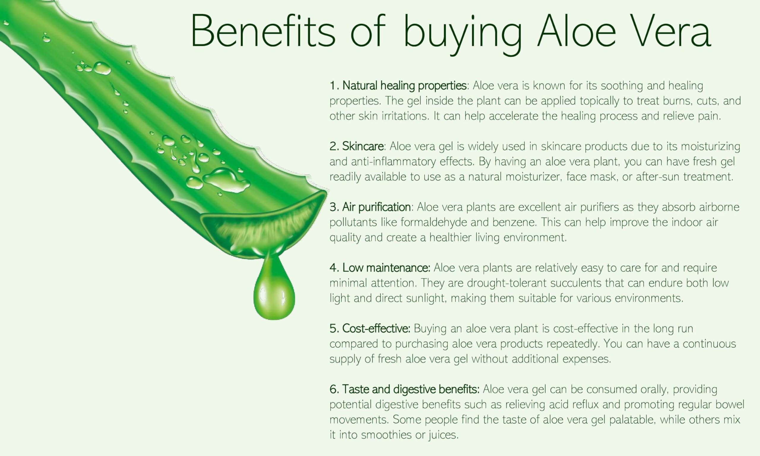 Aloe Vera Plant  Aloe Vera Gel Great as Body moisturiser & aftersun Cream,  Large Plant 50-60 cm Tall in 15cm Pot : Amazon.co.uk: Garden