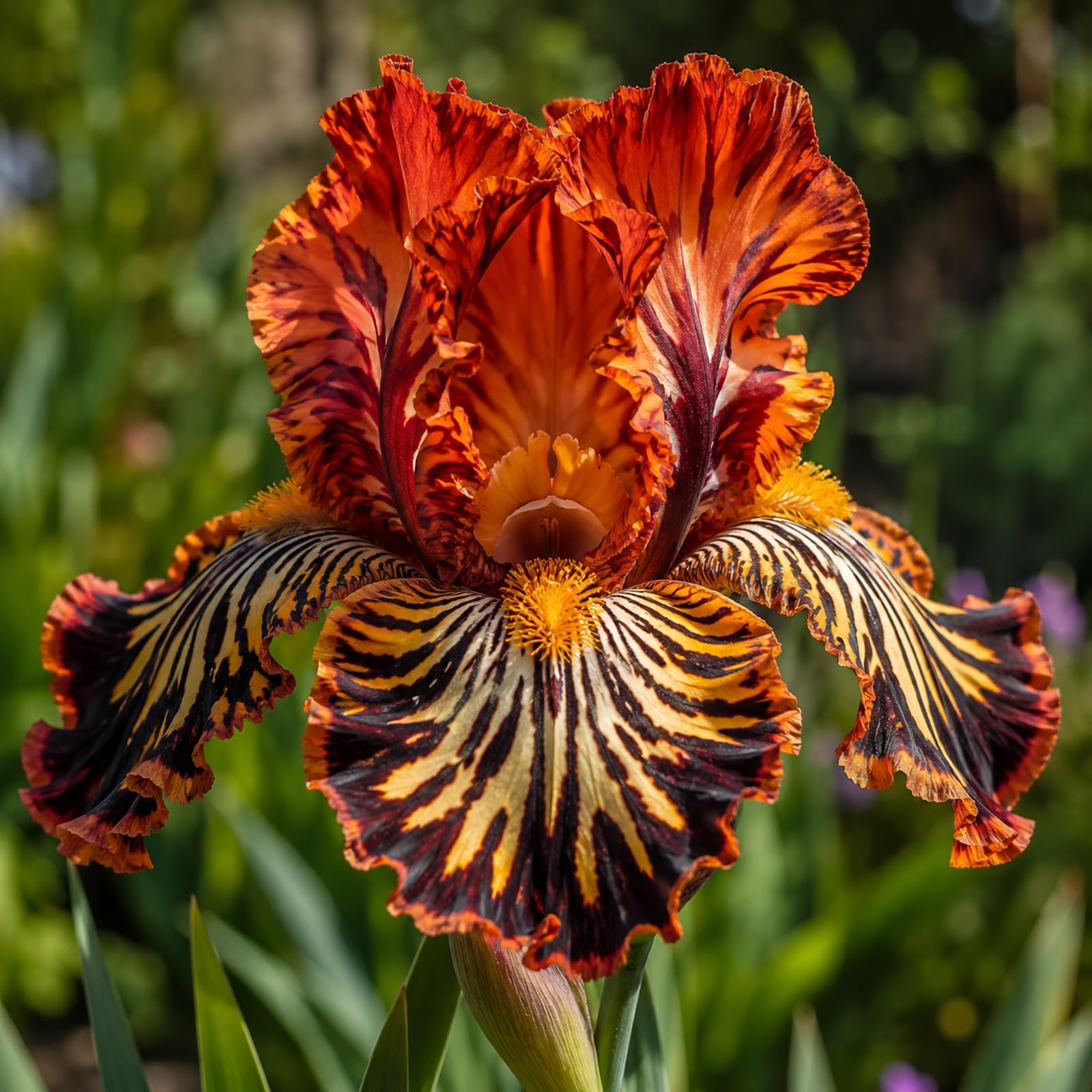 Iris Bulbs Planting for Now, Garden Decoration, Excellent Display for Your Garden- Iris Rhizomes-15 Bulbs-B โ image 1