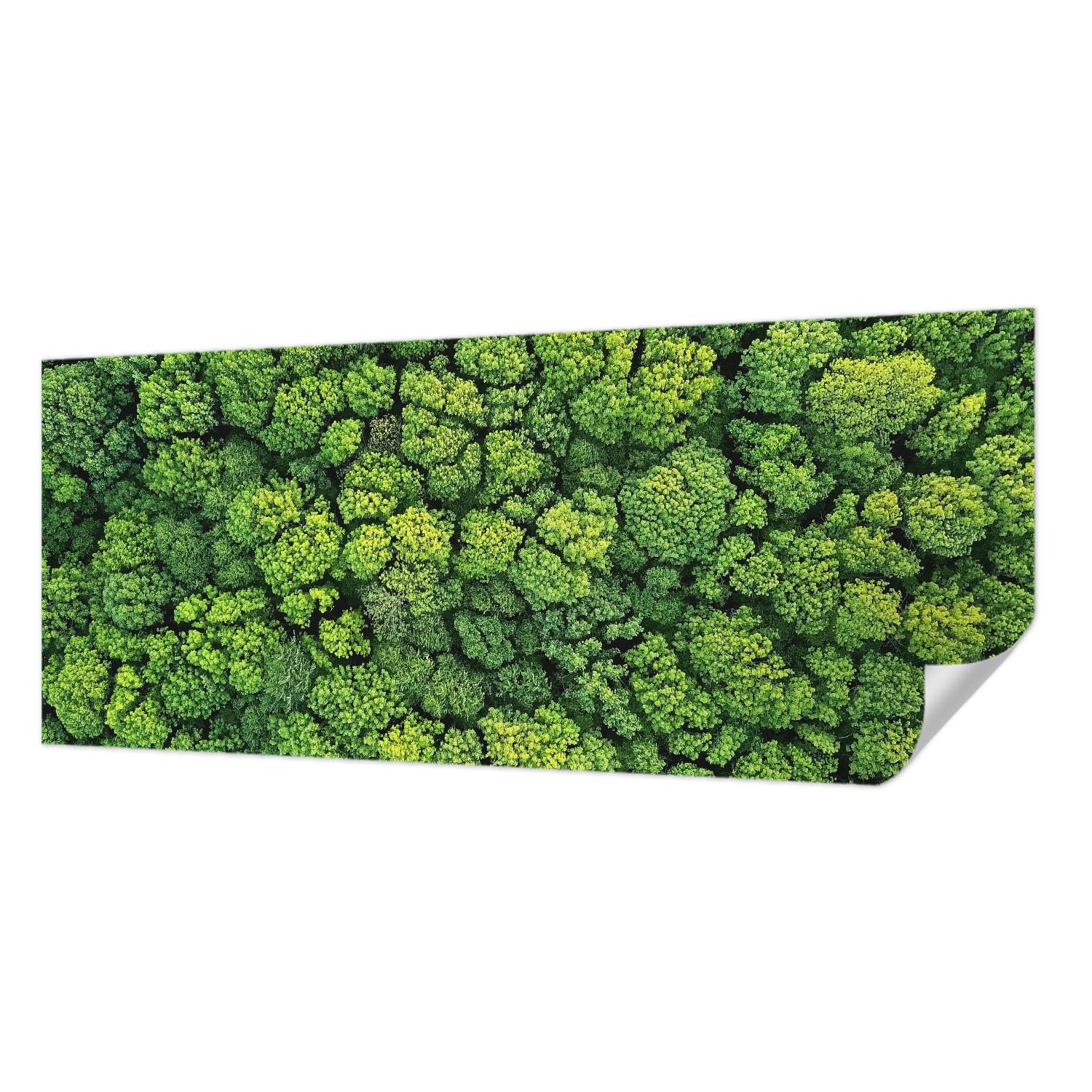 Papier peint forêt de haute qualité pose panoramique murale 250x104 cm décoration premium