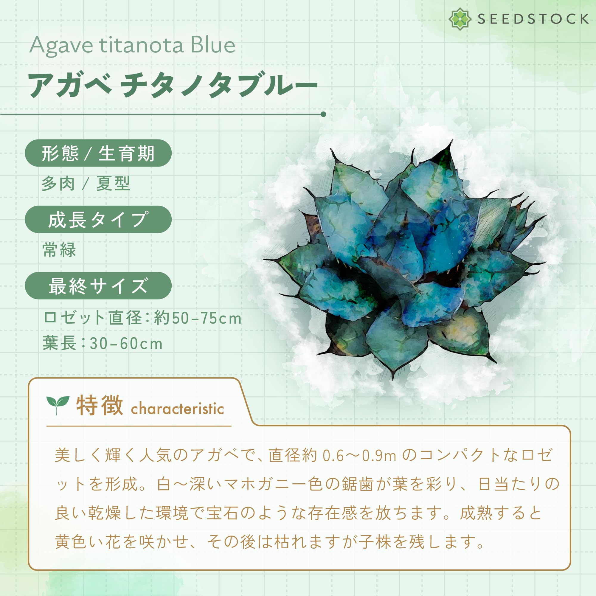 Amazon.co.jp: SEEDSTOCK アガベ チタノタブルー 種 100粒売り 初心者