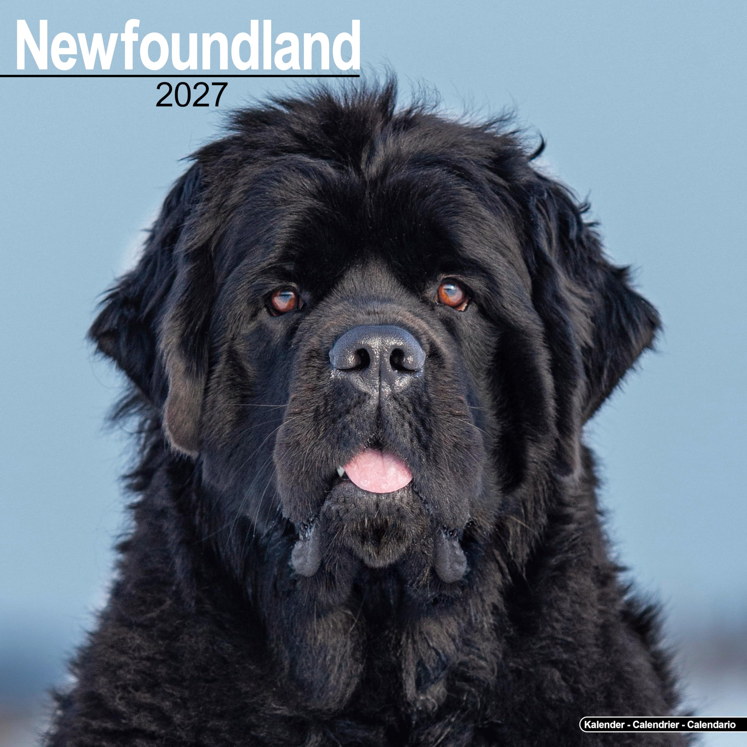 Newfoundland 2027 Calendar | Square Wall Calendar | Dog Breed Gift | Plastic Free Packaging | by Avonside Publishing