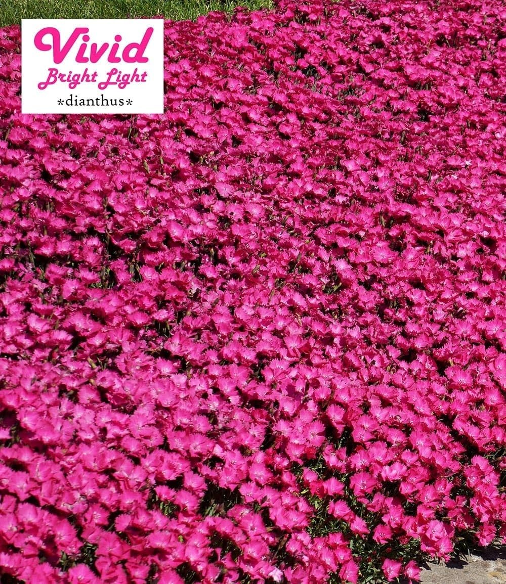 BALDUR Garten 18x Bodendecker-Nelke Vivid®, Pflanzen im 9x9 cm-Topf