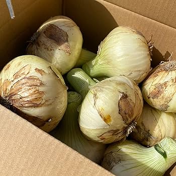 非売品書籍「玉葱王 今井伊太郎とその父佐次平」たまねぎ栽培にかけ