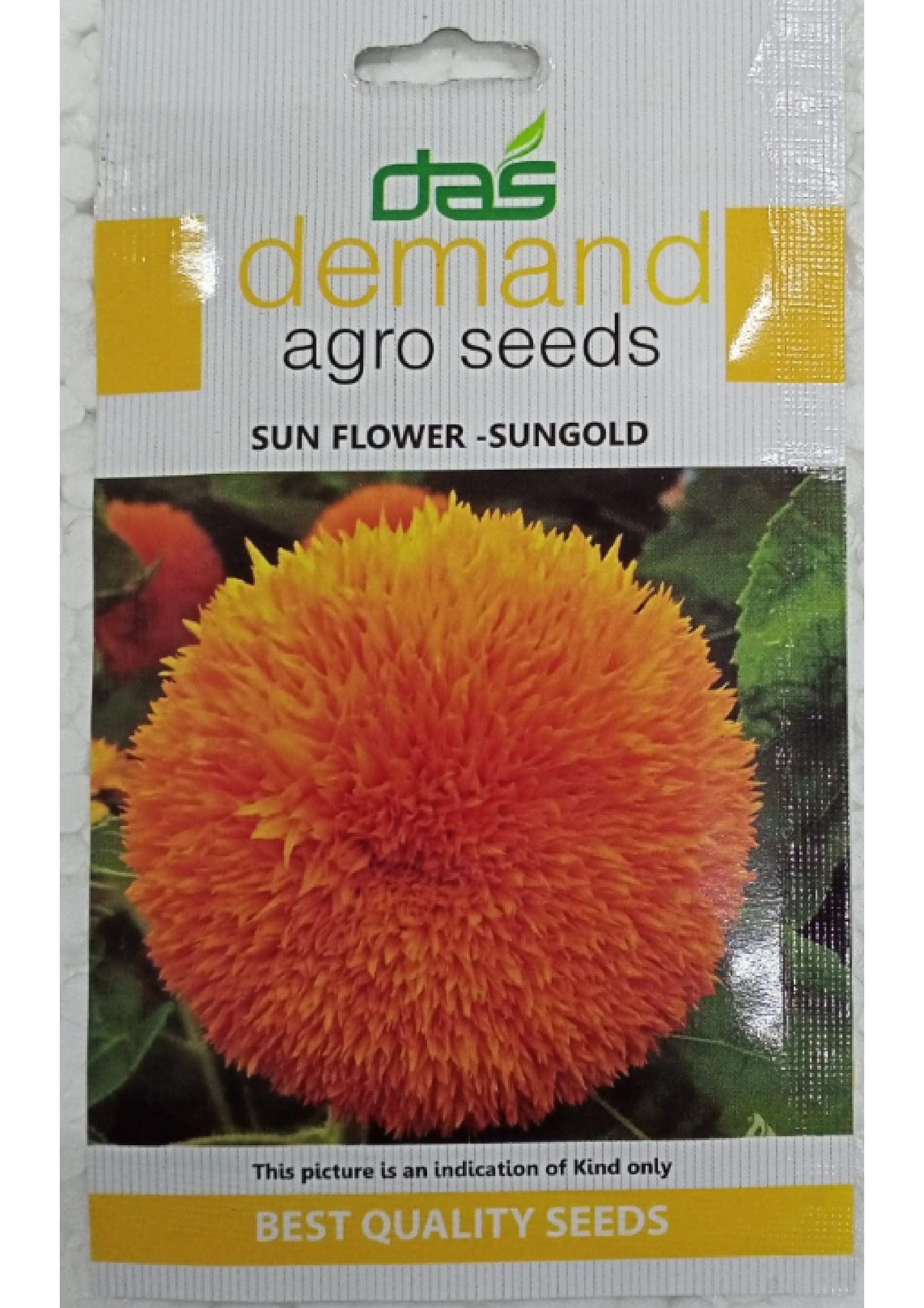SUN FLOWER FLOWER SEED- PACK OF 2-picture-22