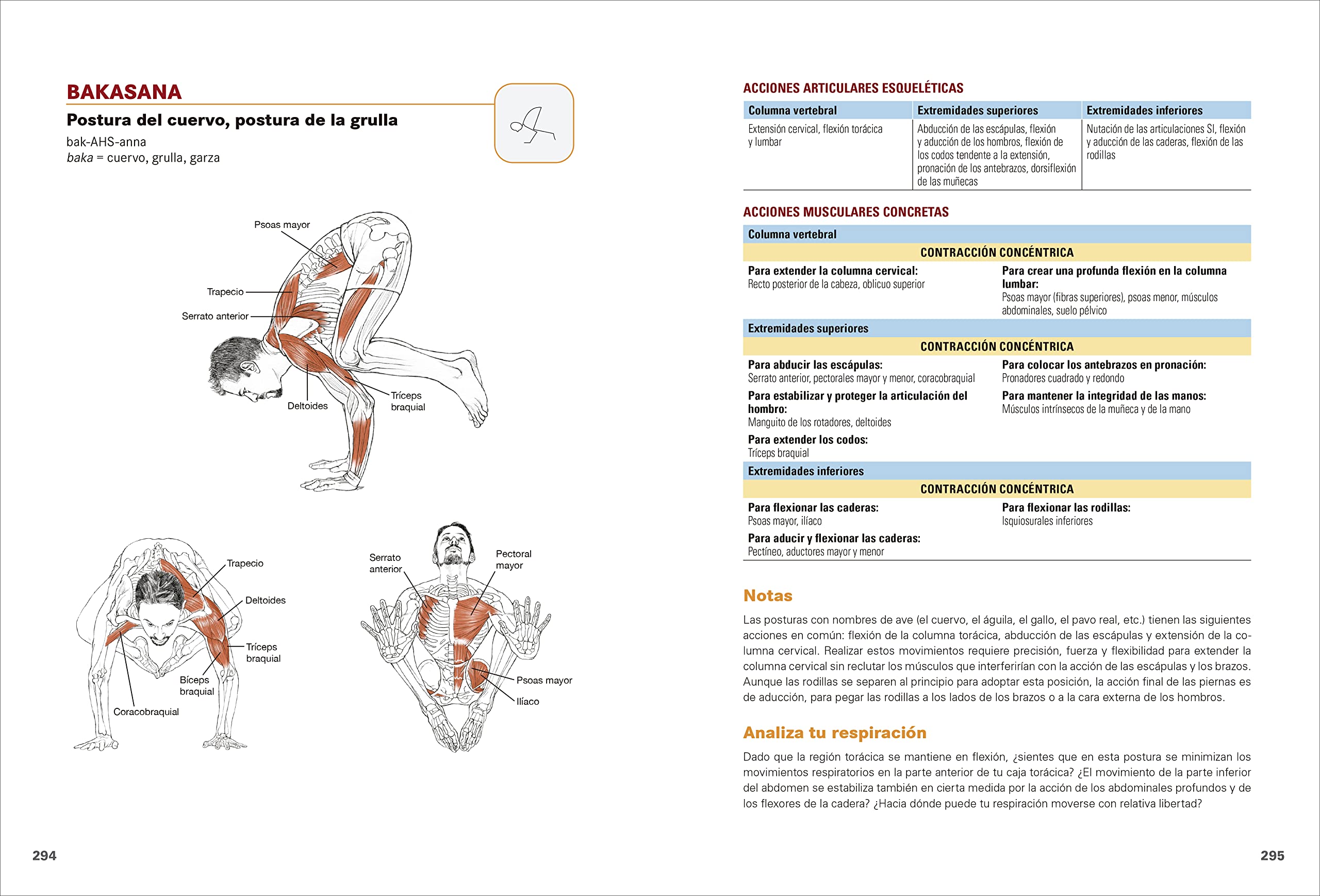 Anatomía del yoga. Tercera edición ampliada y actualizada: Guía ilustrada de las posturas, los movimientos y las técnicas respiratorias