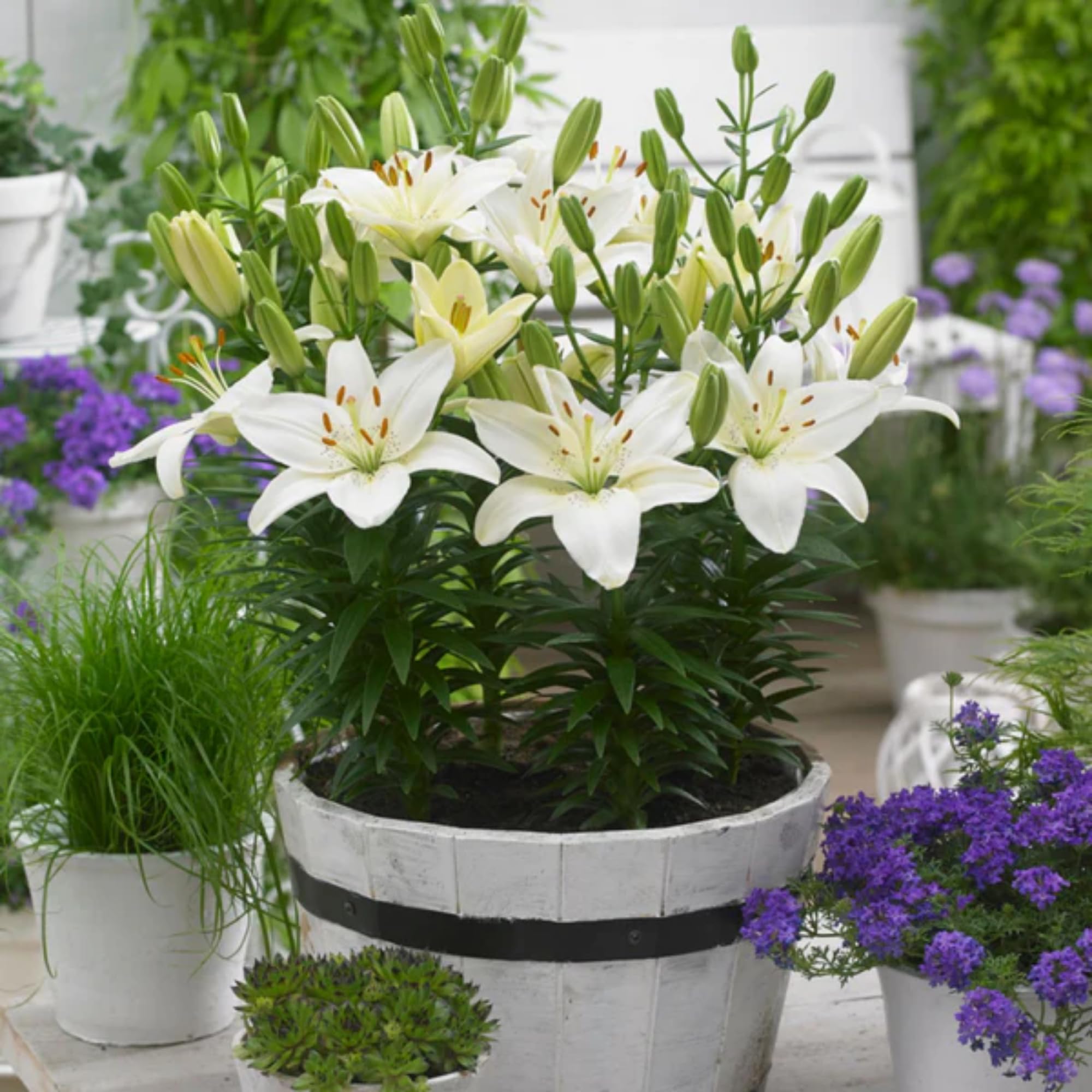 Andhagnai Greens Flower Bulbs For Gardening Lover Fresh and Healthy Big Size Fllower Bulbs (Asiatic Lily- White) Set Of 2 Bulbs (B0CR49D2HT) Amazon Price History, Amazon Price Tracker