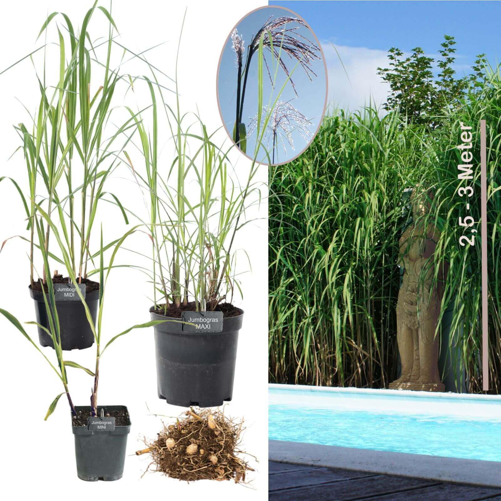 Topfballen Elefantengras 'Miscanthus x giganteus' - schnell wachsendes Ziergras Chinaschilf als Sichtschutz & Gräserhecke für Garten & Teich - winterfest & pflegeleicht (10x Größe MINI)