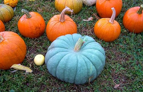 Miniatura 2 de Semillas Queensland Blue Pumpkin No GMO Heirloom