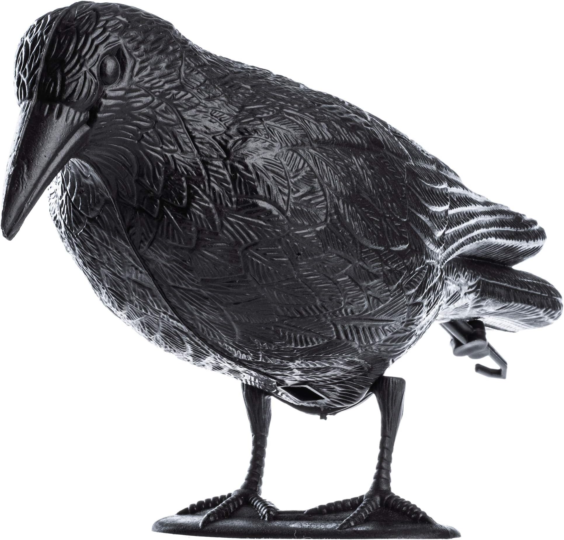 Black Raven
