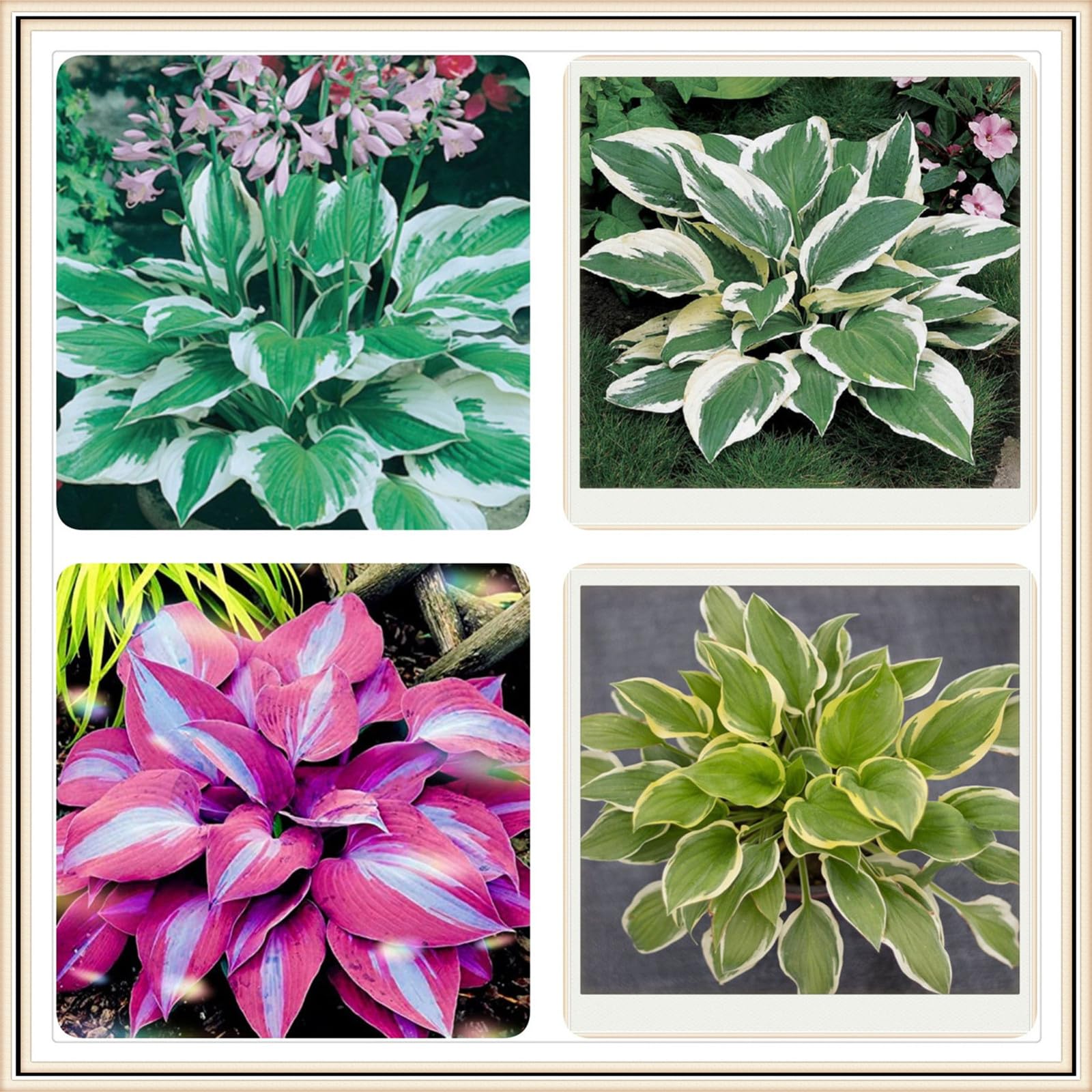 Funkien-Rhizome Winterhart - Mehrjährige Schattenpflanzen Für Garten