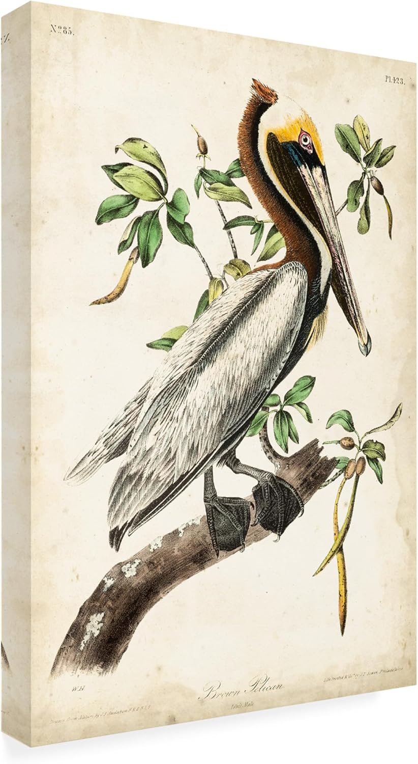 Wrapped Canvas Wall Art - John James Audubon 'The Brown Pelican' Wall Art for Living Room, Bedroom, or Office Décor - 22x32