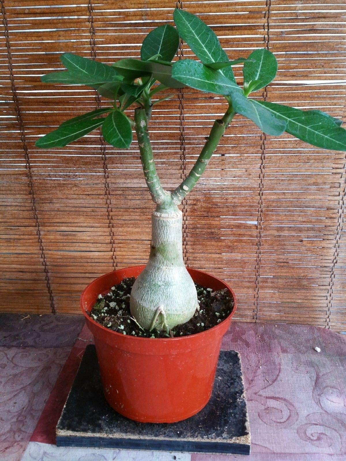 Creative Farmer Flower Live Plant Plant/Purple Taiwan Adenium Obesum (Desert Rose) Exotic Plants Garden Indoor (1 Live Bonsai Plant)