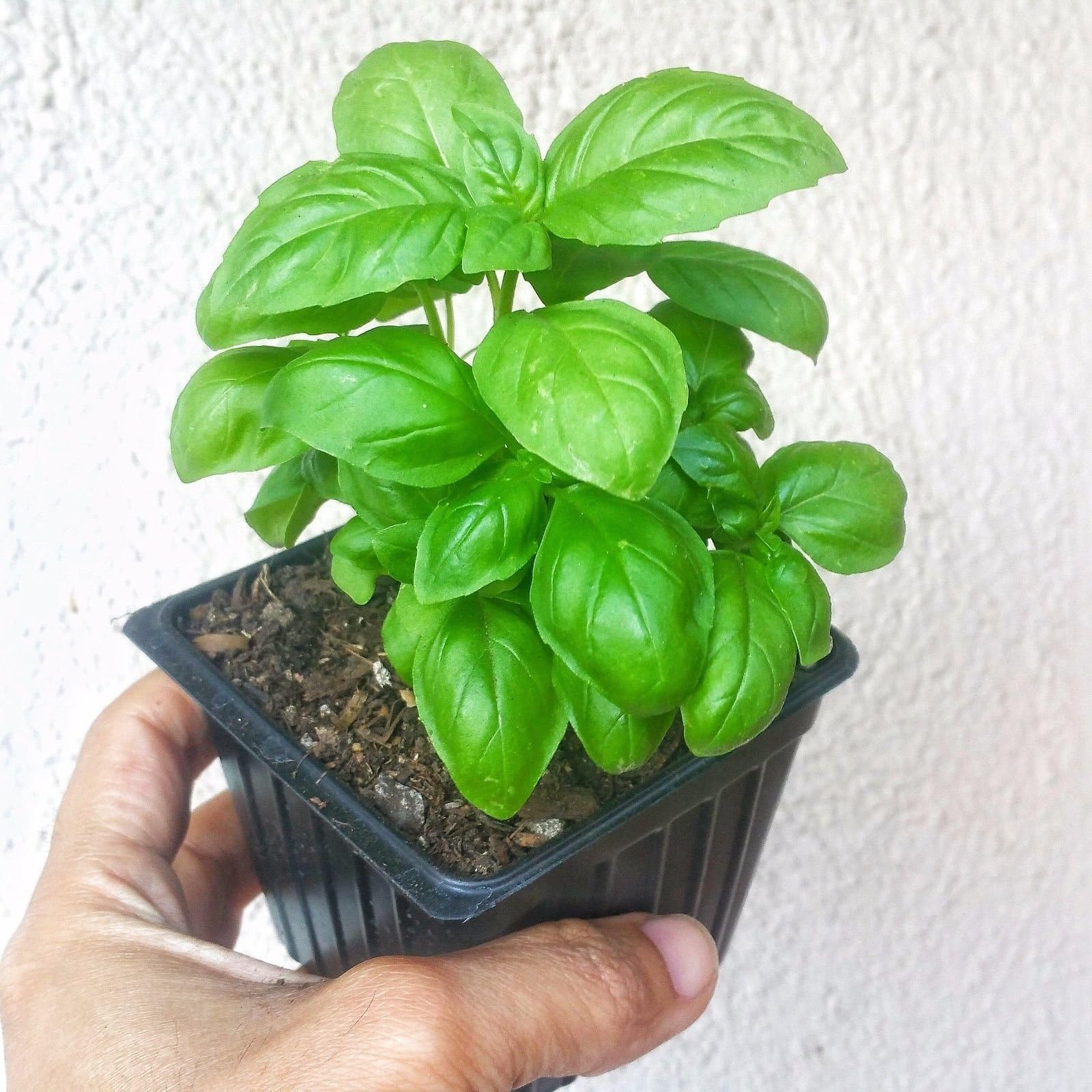 Two Italian Basil live herb plant in 2.5 inch pots