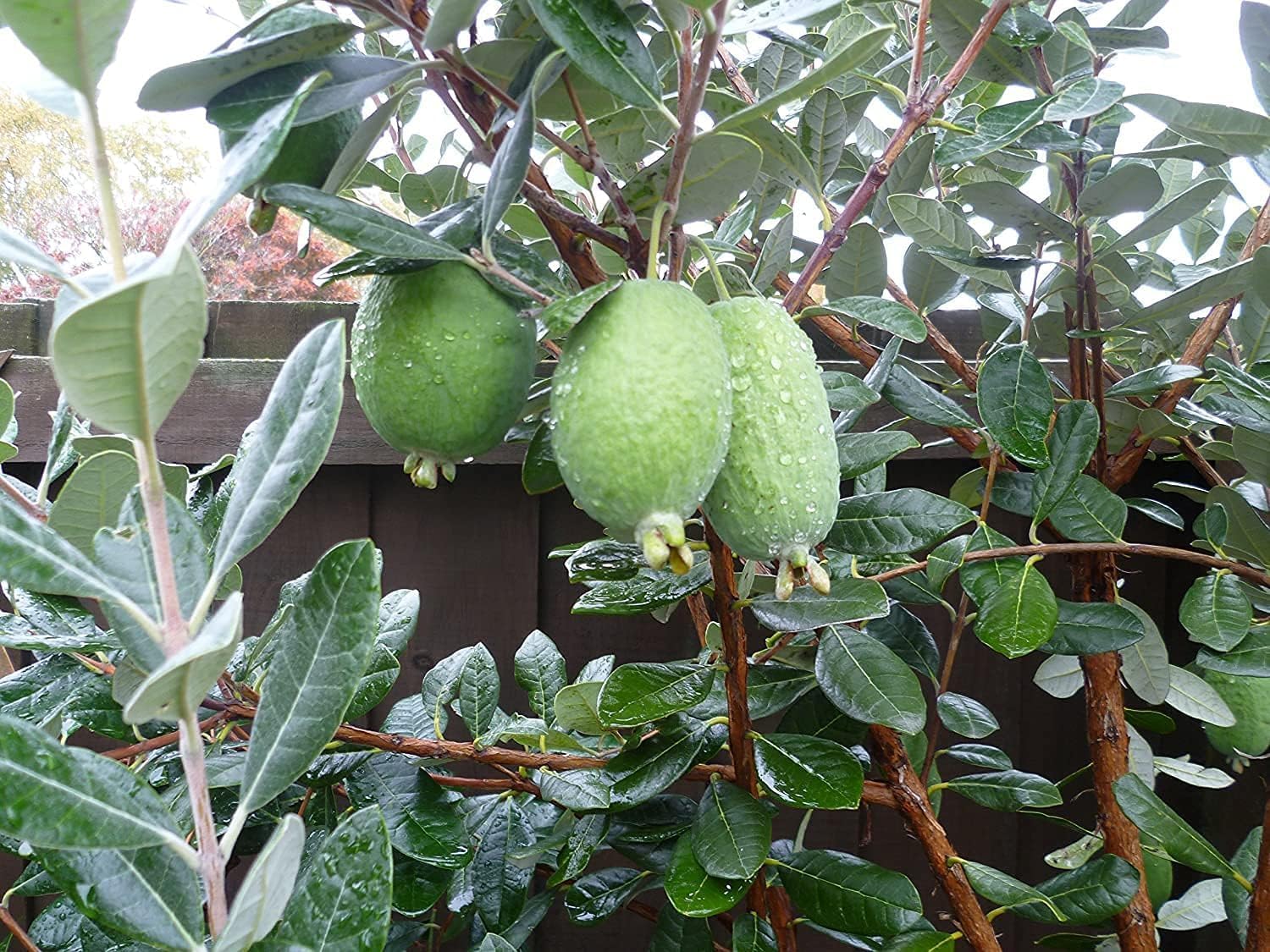 Pineapple Guava | 1 Large Trade Gallon Size Plant | Feijoa Sellowiana | Edible Fruit Shrub and Fragrant Flowering Foliage
