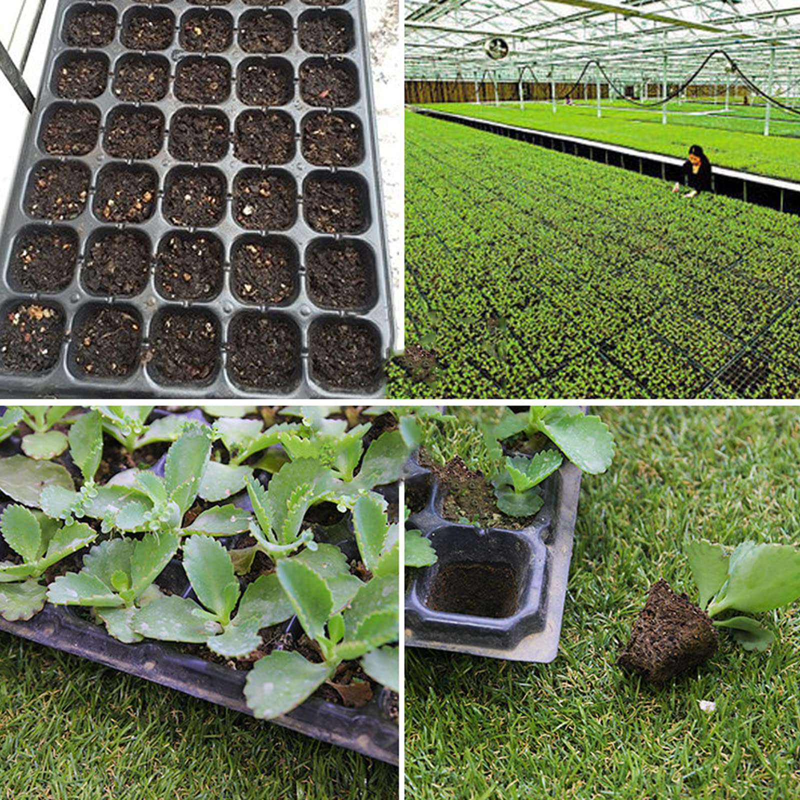 Bandeja semillero para Germinación, 32/50/72 Semillas Células Bandejas de Cultivo con Orificios de Drenaje para Jardín HidroponíA PláNtulas Plantas Flores, 32 Holes