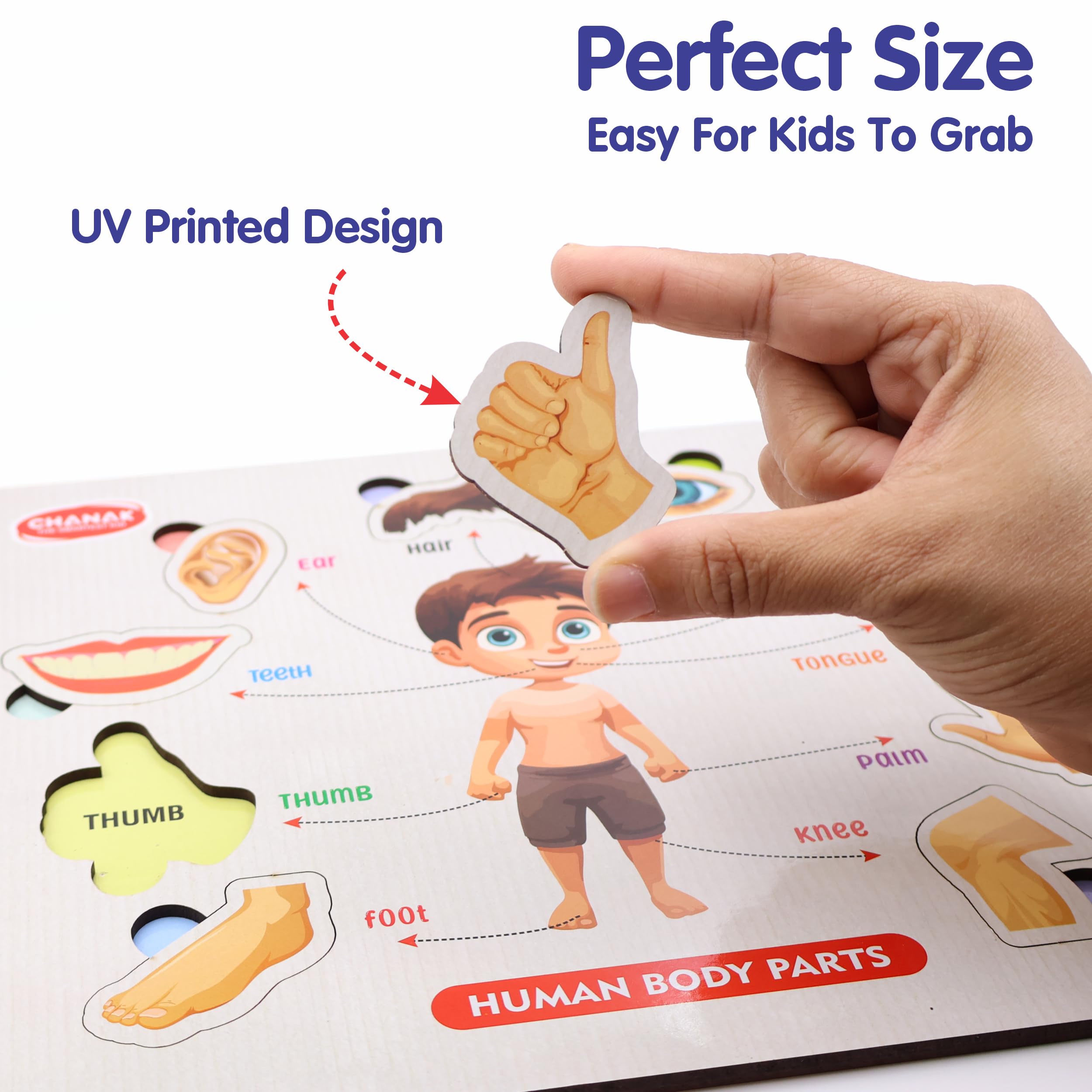 Aditi Toys Wooden Human Body Parts Puzzle with Picture Educational 10 Piece Anatomy Board for Kids Montessori Learning Puzzle for Toddlers & Preschoolers, Nursery and Kindergarten Age Above 2+ Years - Image 4 thumbnail