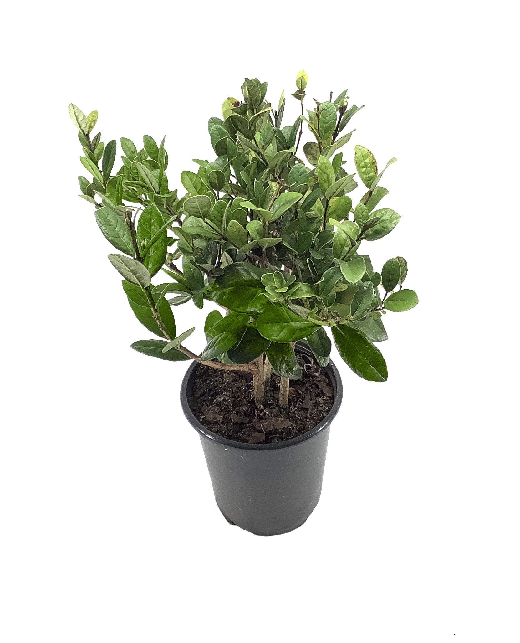Pineapple Guava Plant
