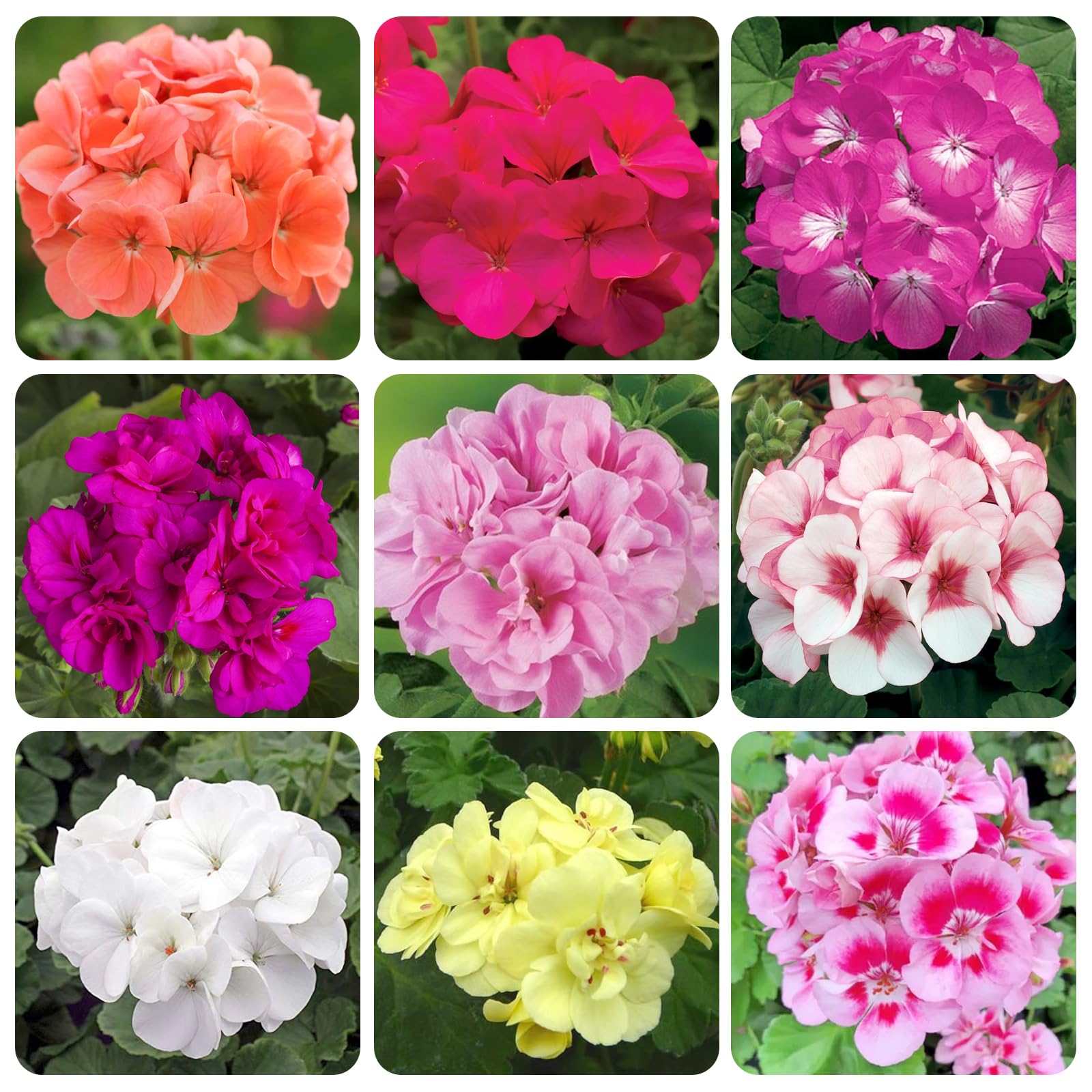 10+Geranium Flower Seeds for Planting-Perennial Geranium Bedding Basket Plant Seeds