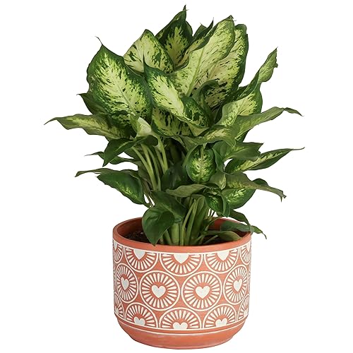 Costa Farms Dieffenbachia, Live Indoor Plant in Décor Plant Pot, Potted Houseplant in Potting Soil Mix, Real Plants Gift for Mom, Dad, 12-14 Inches Tall - Dieffenbachia - 1 Foot Tall - Cute Décor Plant Pot