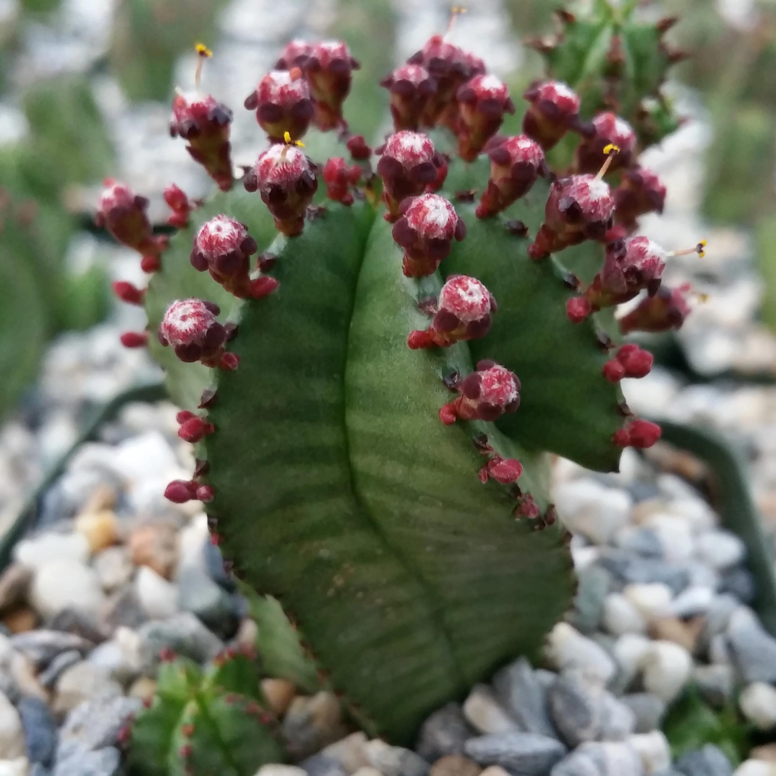 Amazon.com : Planet Desert Euphorbia anoplia Tanzania Zipper Plant