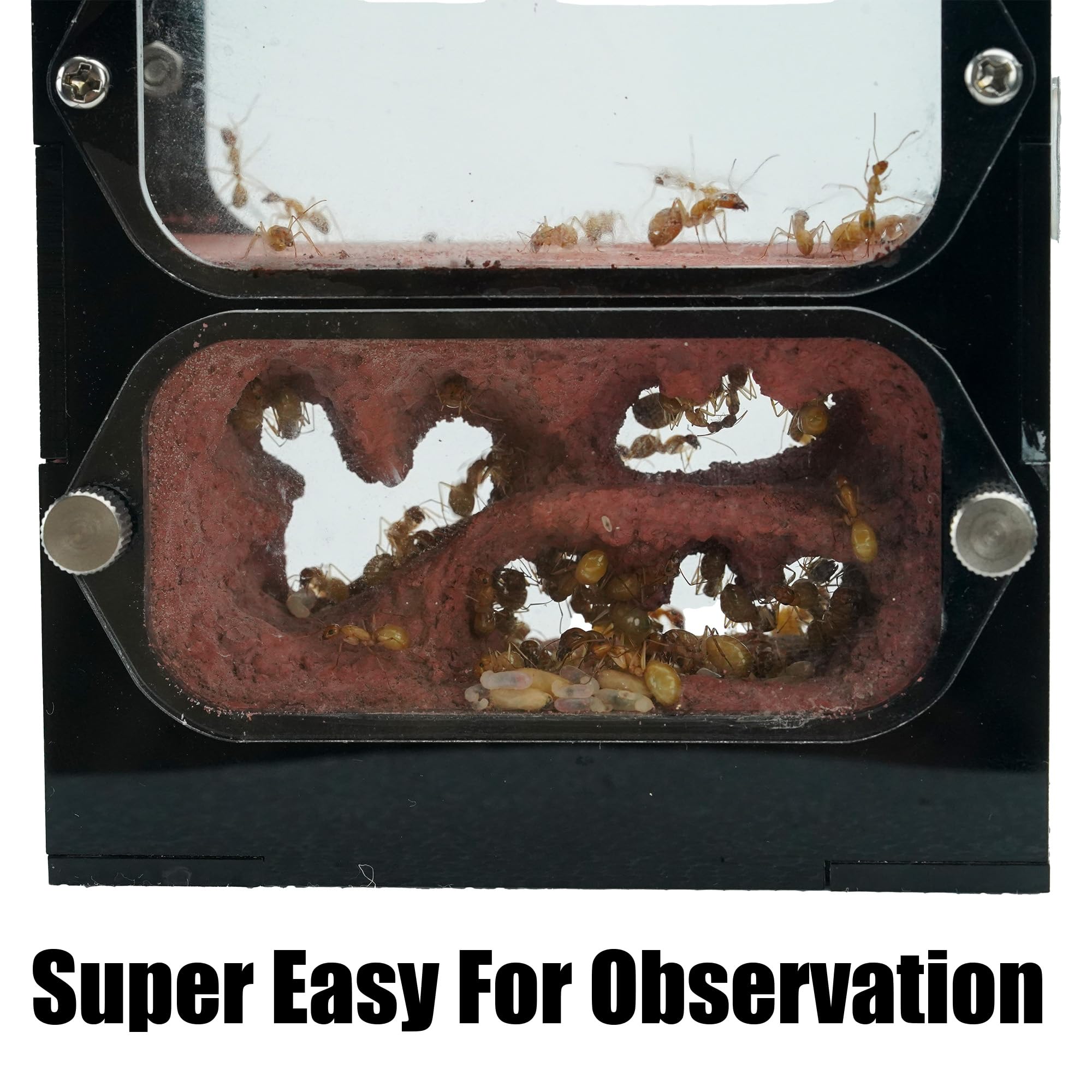 Terra Core Series – DualView S Ant Farm for Live Ants, Small Colony Acrylic Formicarium with Outworld, Beginner Ant Nest Habitat for Observation — view 7