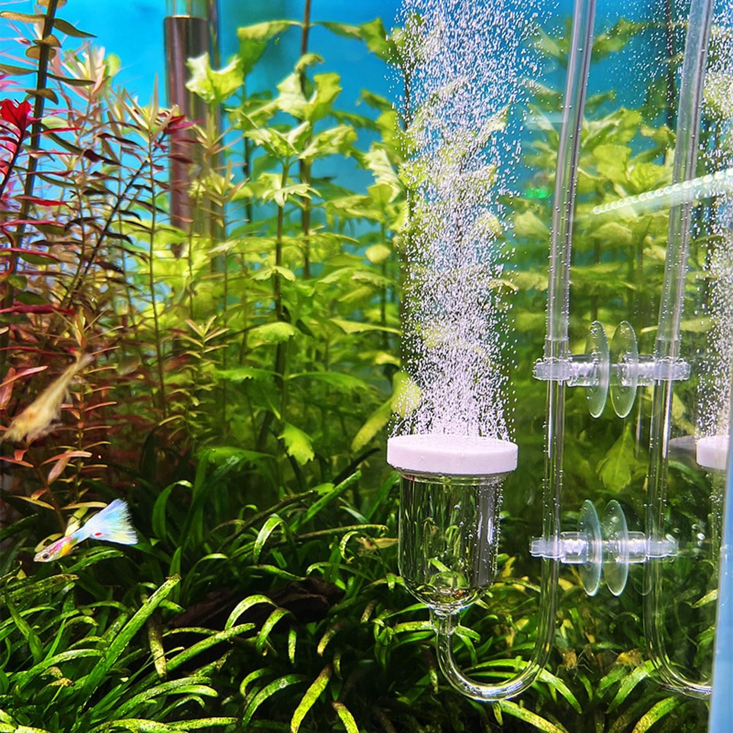 JZK 20PCS Clip a ventosa per acquario per tubo dell'aria dell'acquario da 4-6 mm, ventosa per tubo dell'aria per acquario, tubo della compagnia aerea Morsetto trasparente per supporto del tubo dell'ar