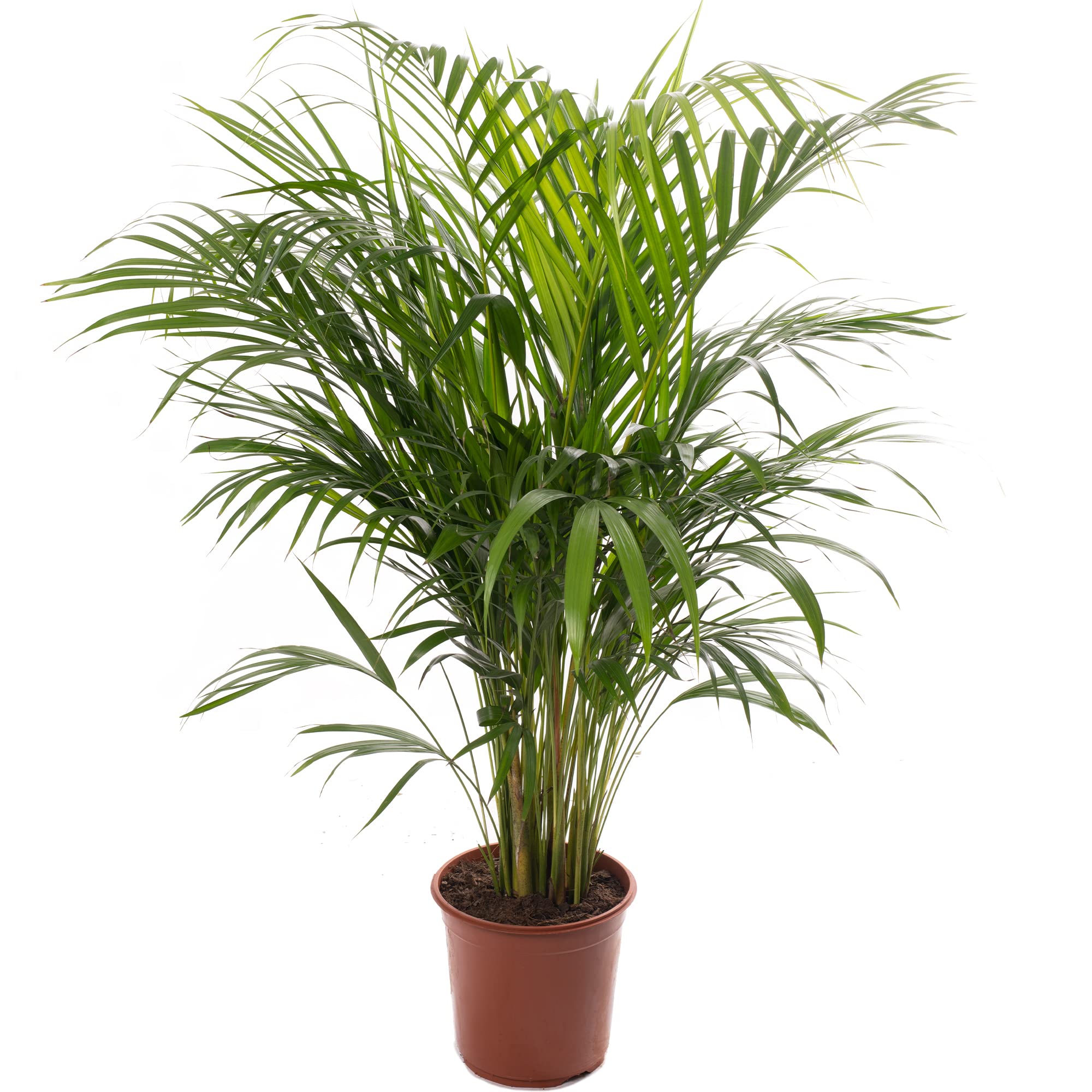 Happy Plants Monstera Deliciosa Raamblad/gatplant 80 cm hoog, 21 - kamerplanten groot - luchtzuiverende planten - incl. bloempot - vers uit de kwekerij (met pot, 80 cm