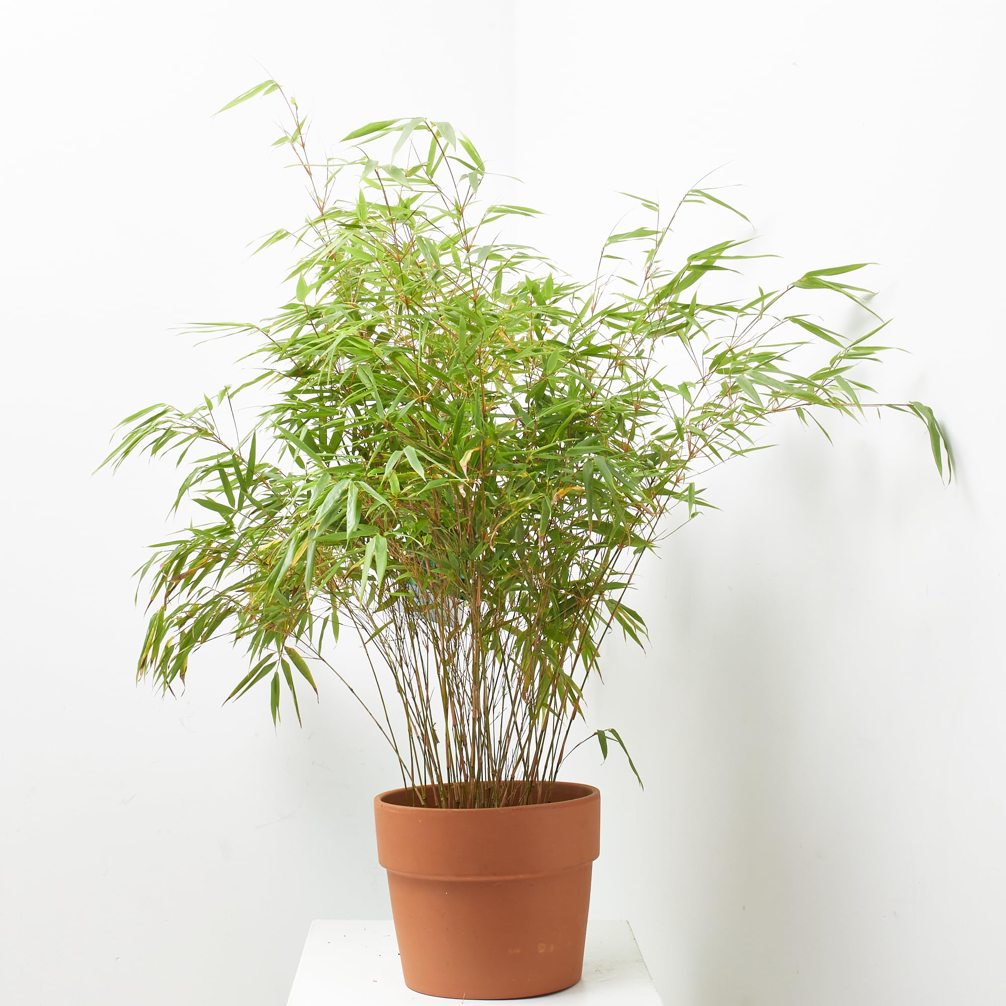 Verdecora Bambú en maceta de 5 litros | Bambusa | Planta Natural de Exterior con Follaje Denso y Vertical | Ideal para Jardines, Terrazas y Setos
