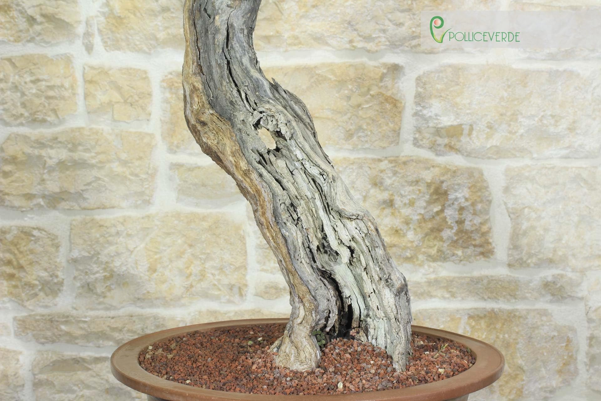 Bonsai di Vite (60)