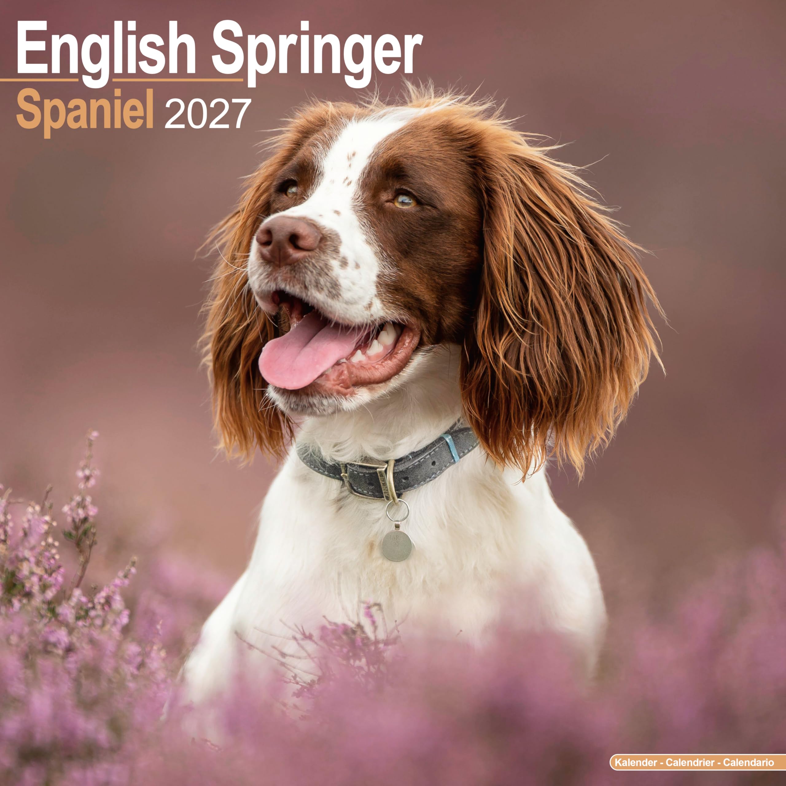 English Springer Spaniel 2027 Calendar | Square Wall Calendar | Dog Breed Gift | Plastic Free Packaging | by Avonside Publishing