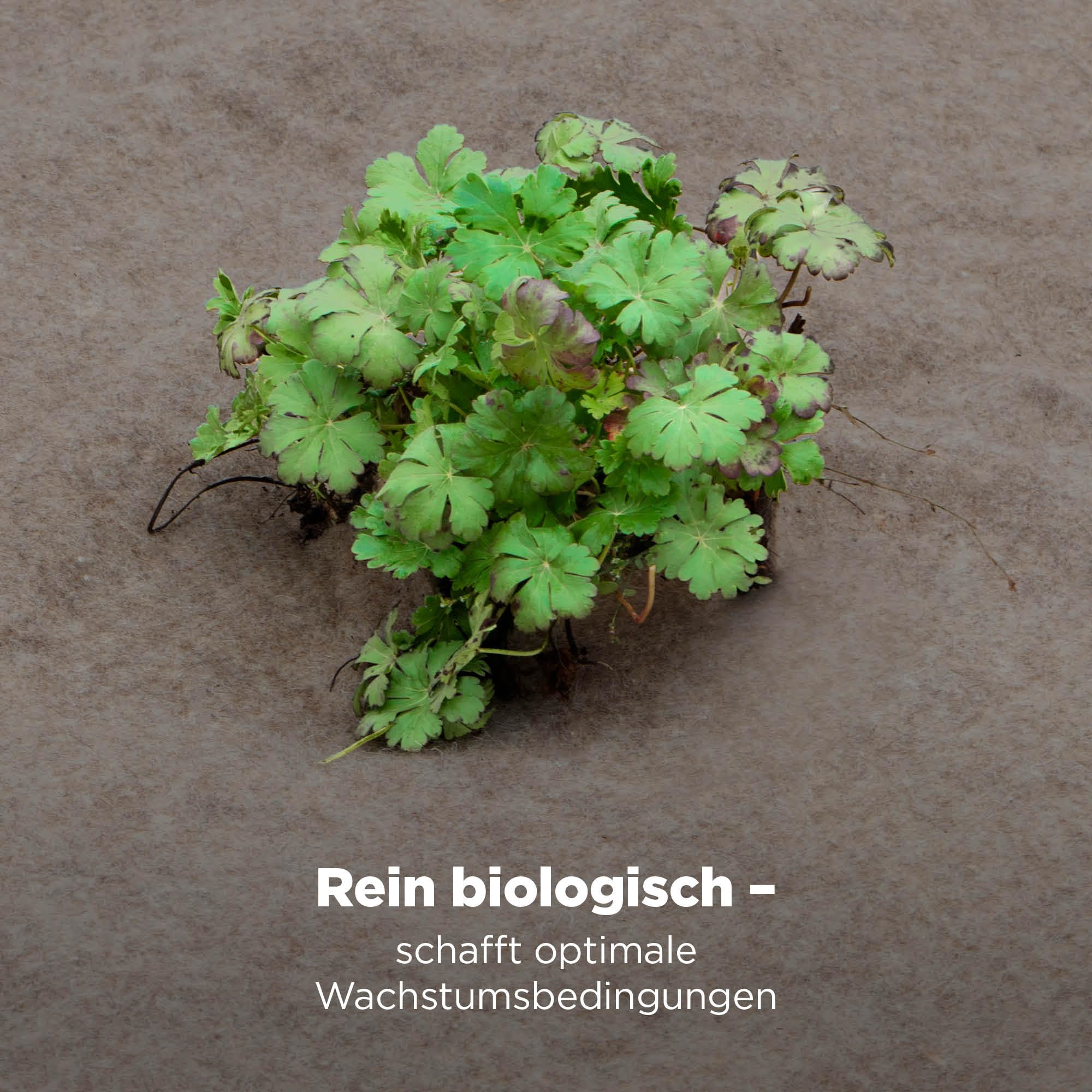 blizz-z Mulchmatte Unkrautvlies Filzmatte B: 1,20 m x L: 20 m (1 Rolle) | Stärke 250g/m² - Unkrautschutz Kälteschutzmatte für Gartenpflege - aus Schafswolle 100% biologisch abbaubar - Made in EU