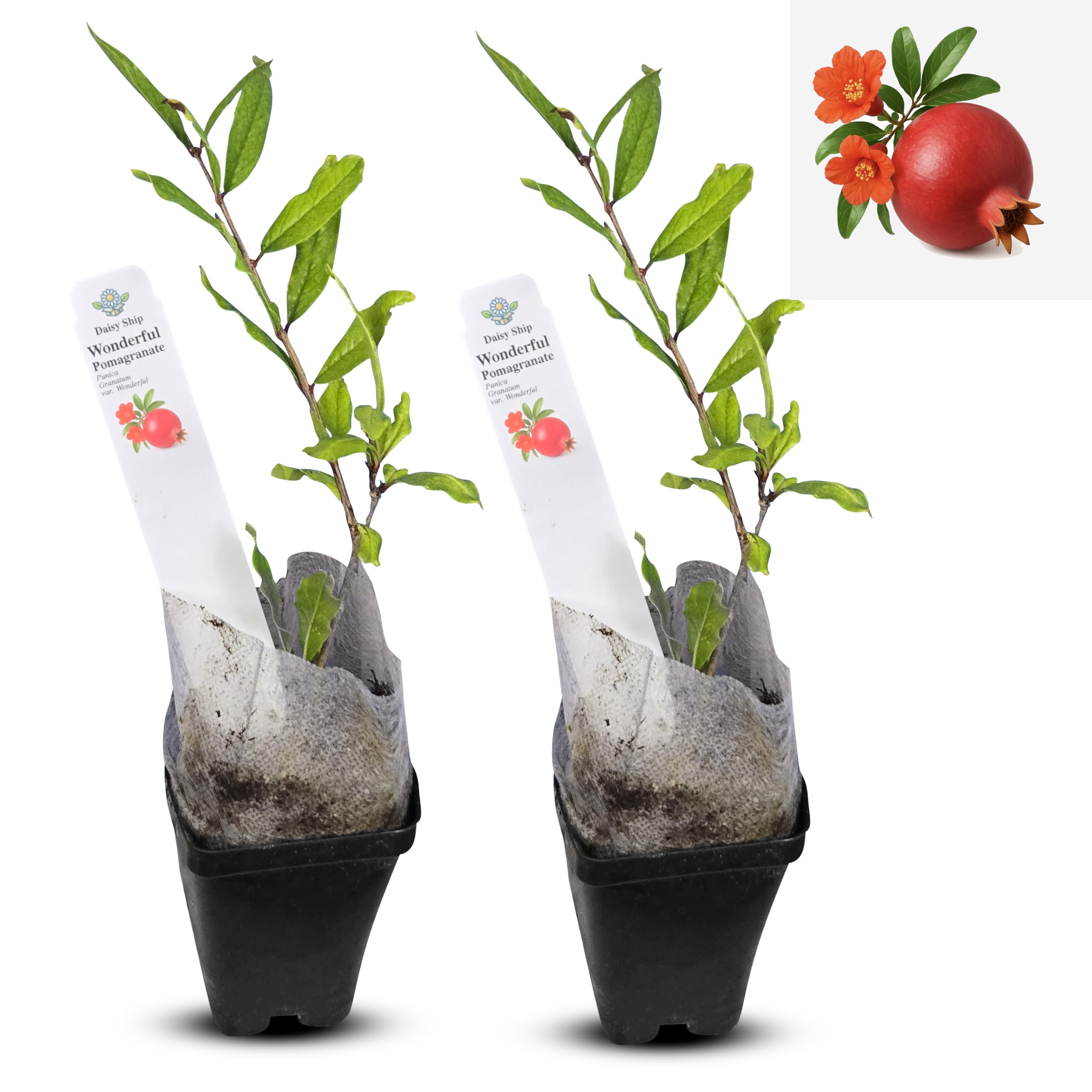 Daisy Ship Pomegranate Wonderful Cups